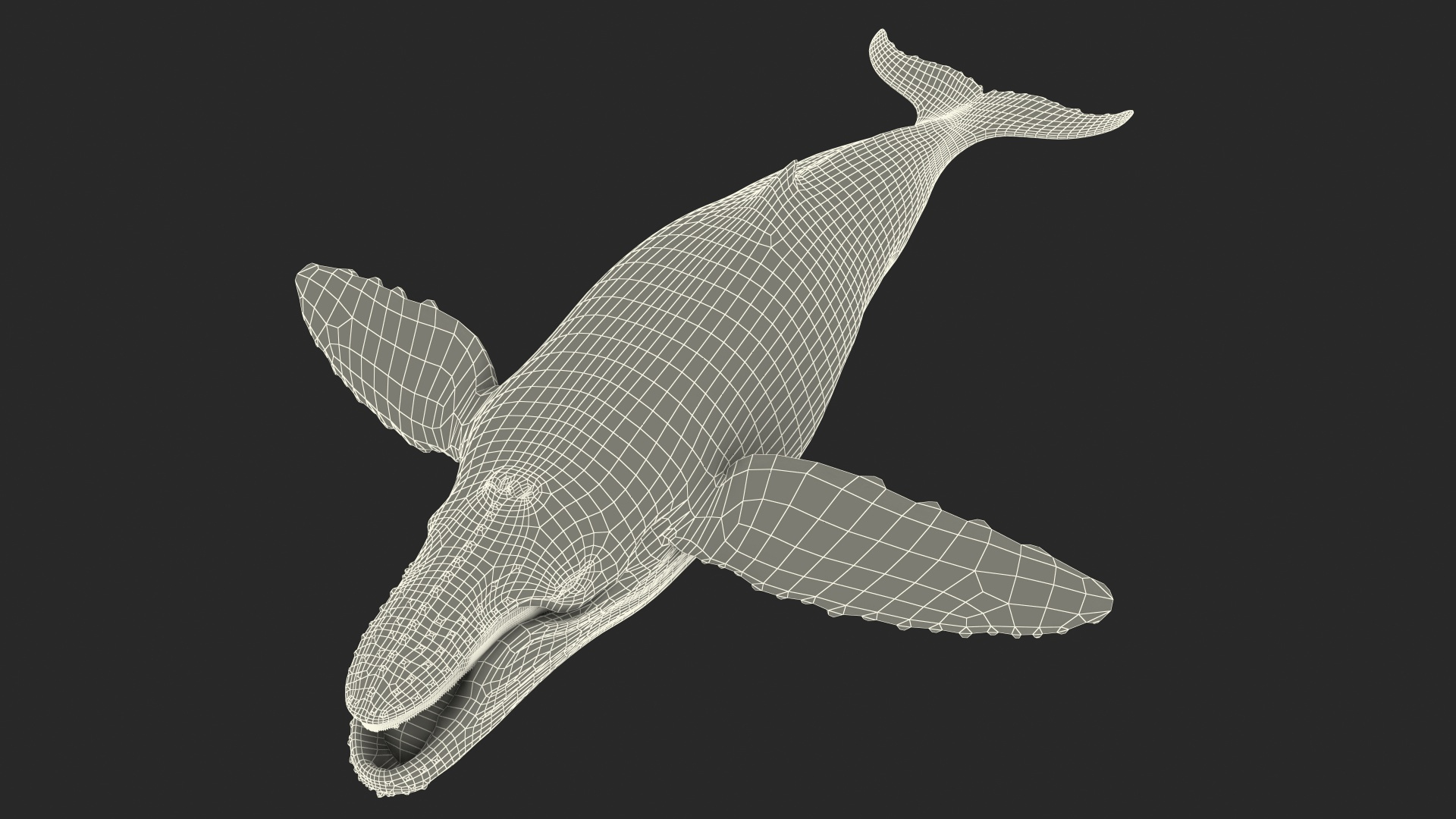 Baleen Whale 3D