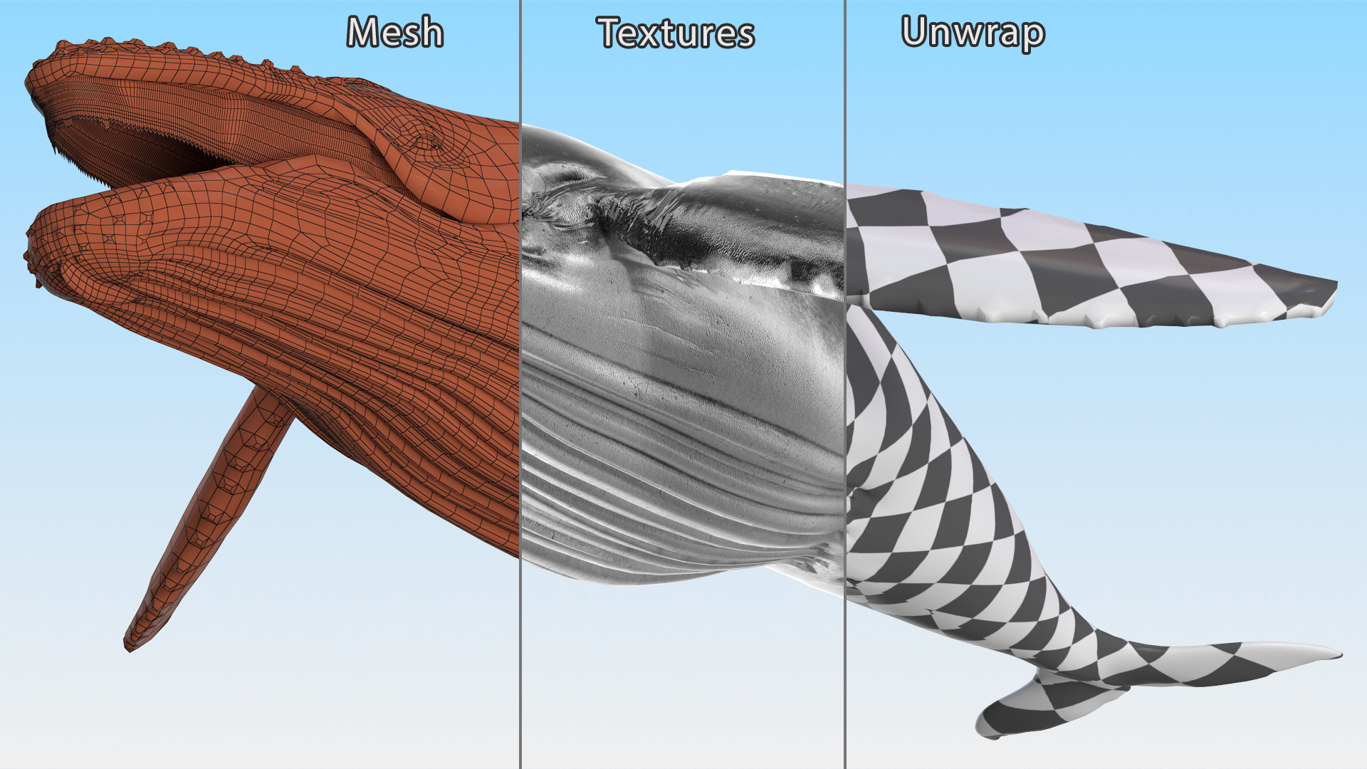 Baleen Whale 3D