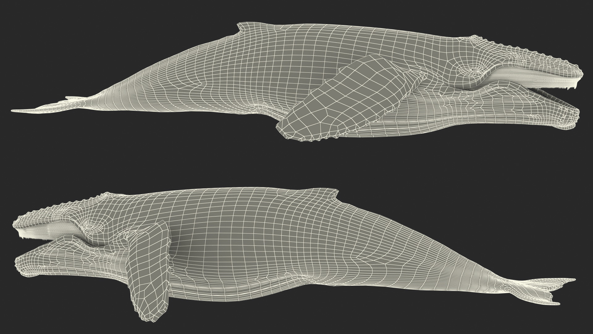 Baleen Whale 3D