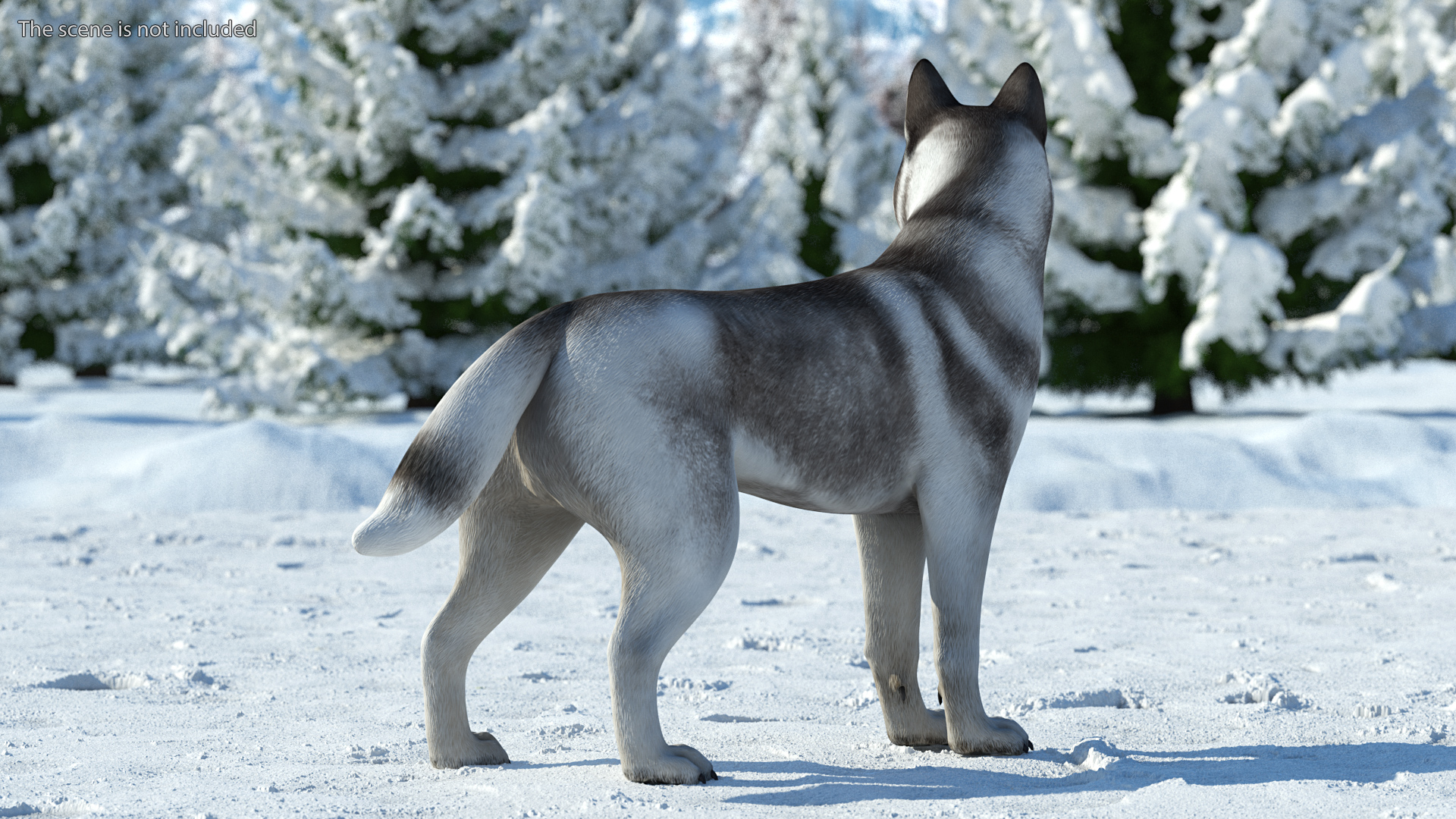 3D Siberian Husky Gray Standing Pose model