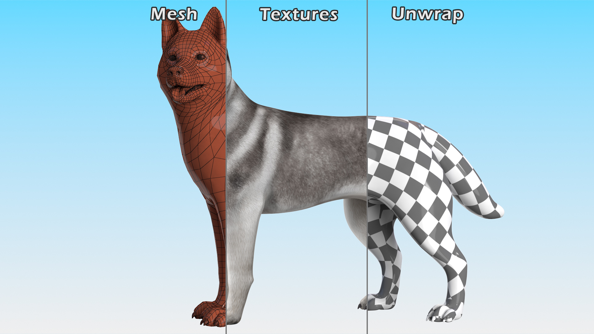 3D Siberian Husky Gray Standing Pose model