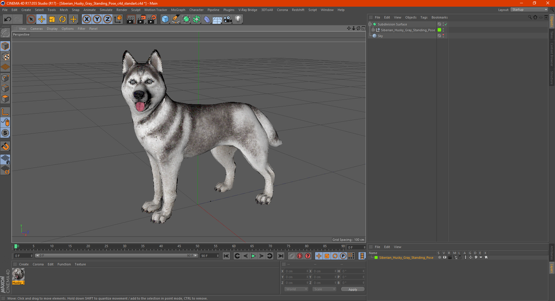 3D Siberian Husky Gray Standing Pose model