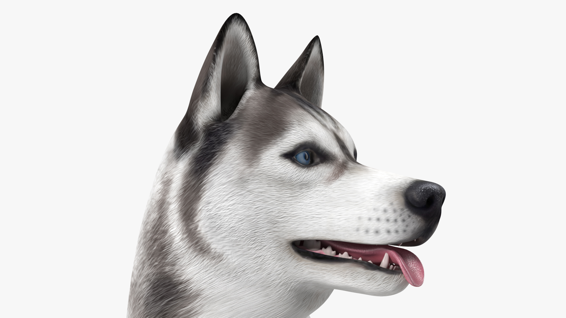 3D Siberian Husky Gray Standing Pose model