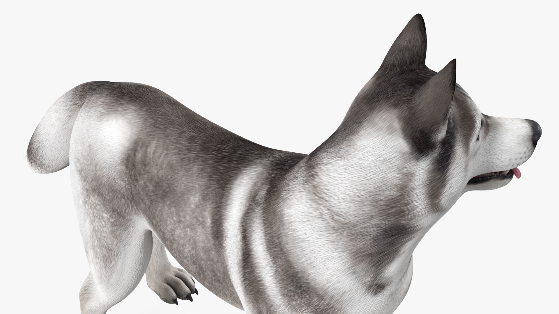 3D Siberian Husky Gray Standing Pose model