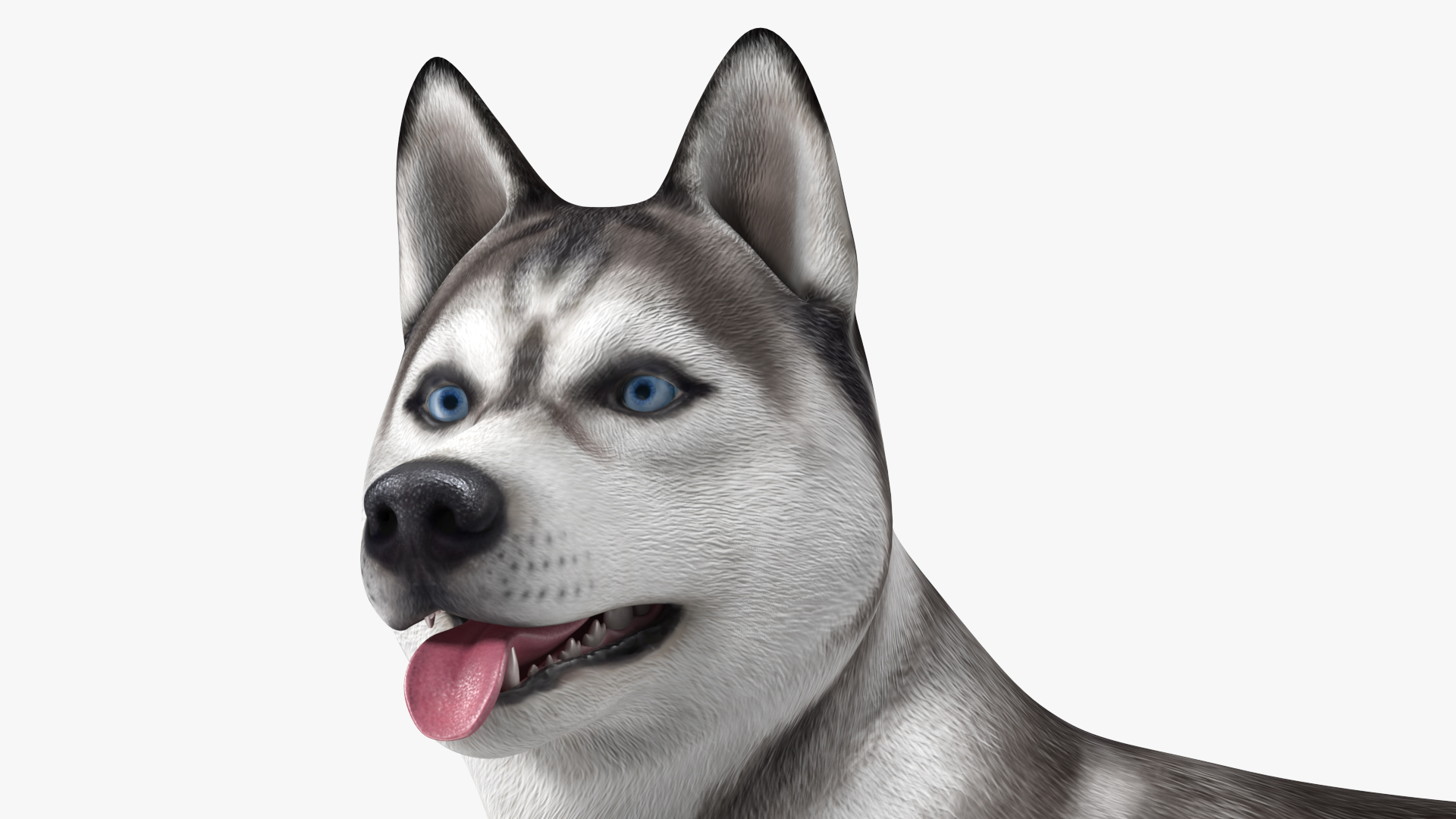 3D Siberian Husky Gray Standing Pose model