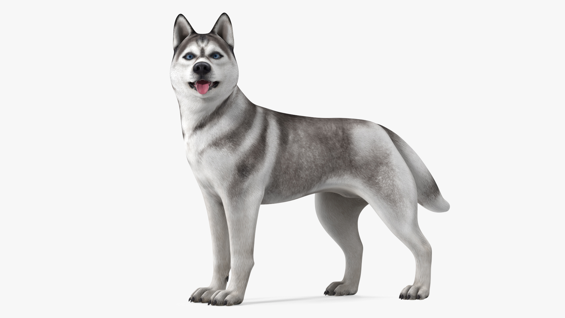 3D Siberian Husky Gray Standing Pose model