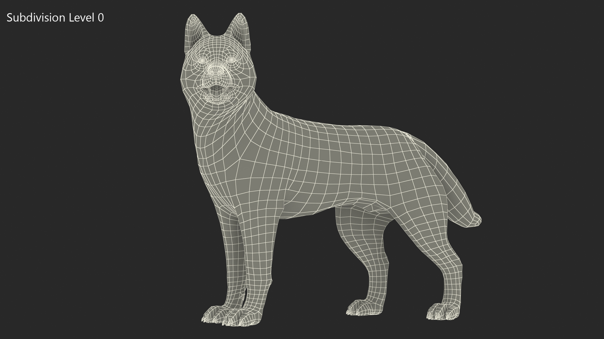 3D Siberian Husky Gray Standing Pose model