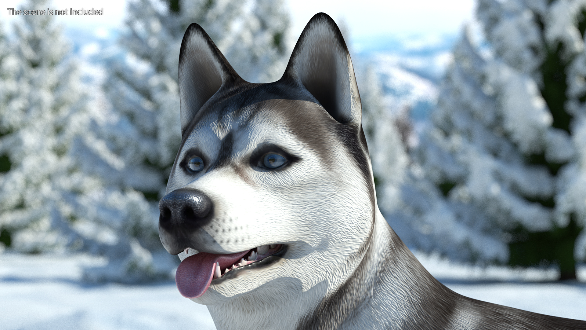 3D Siberian Husky Gray Standing Pose model