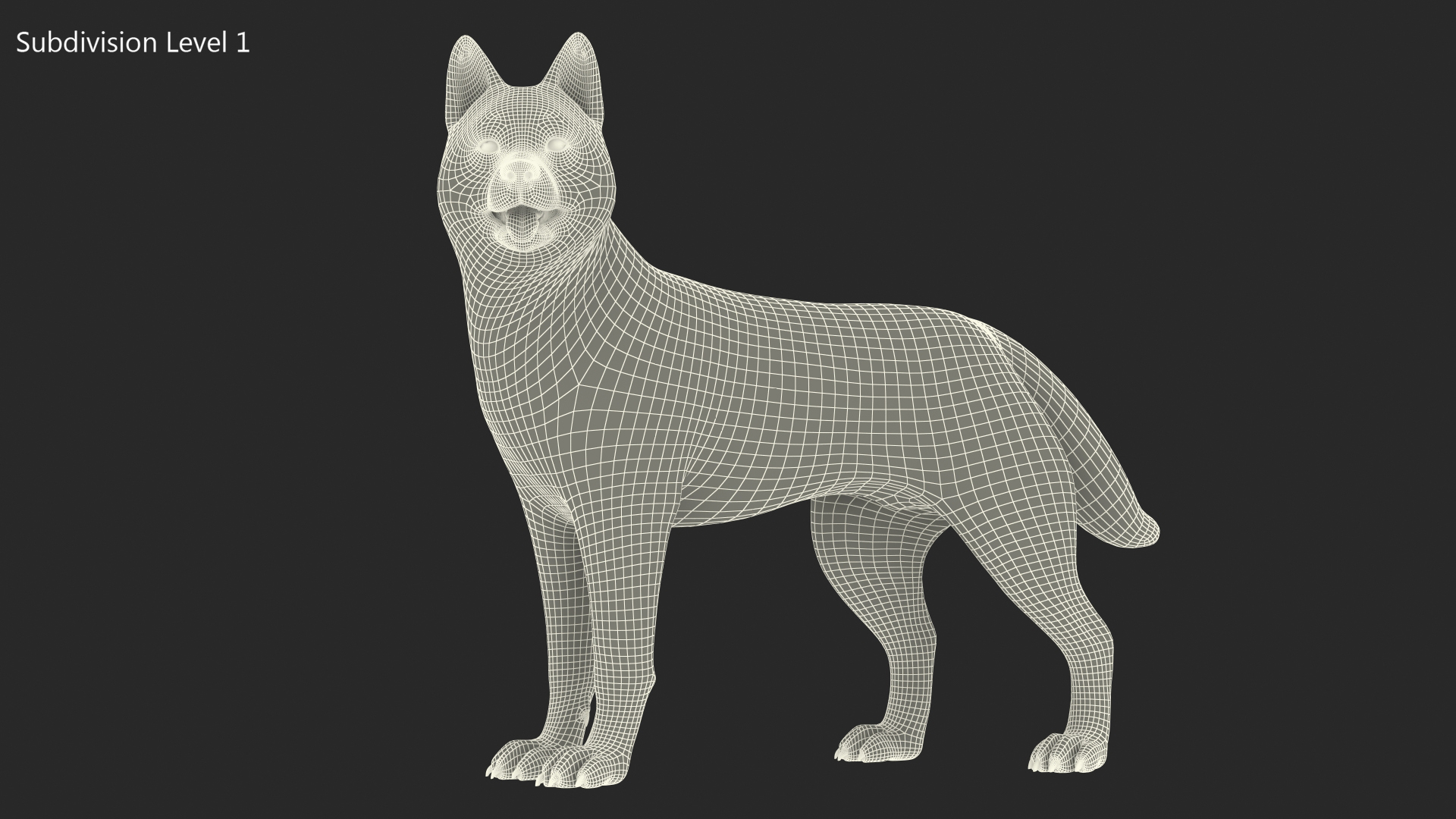 3D Siberian Husky Gray Standing Pose model