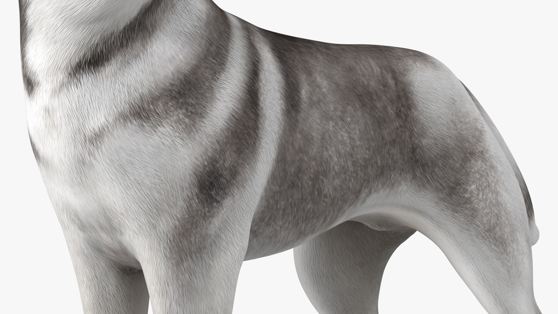 3D Siberian Husky Gray Standing Pose model