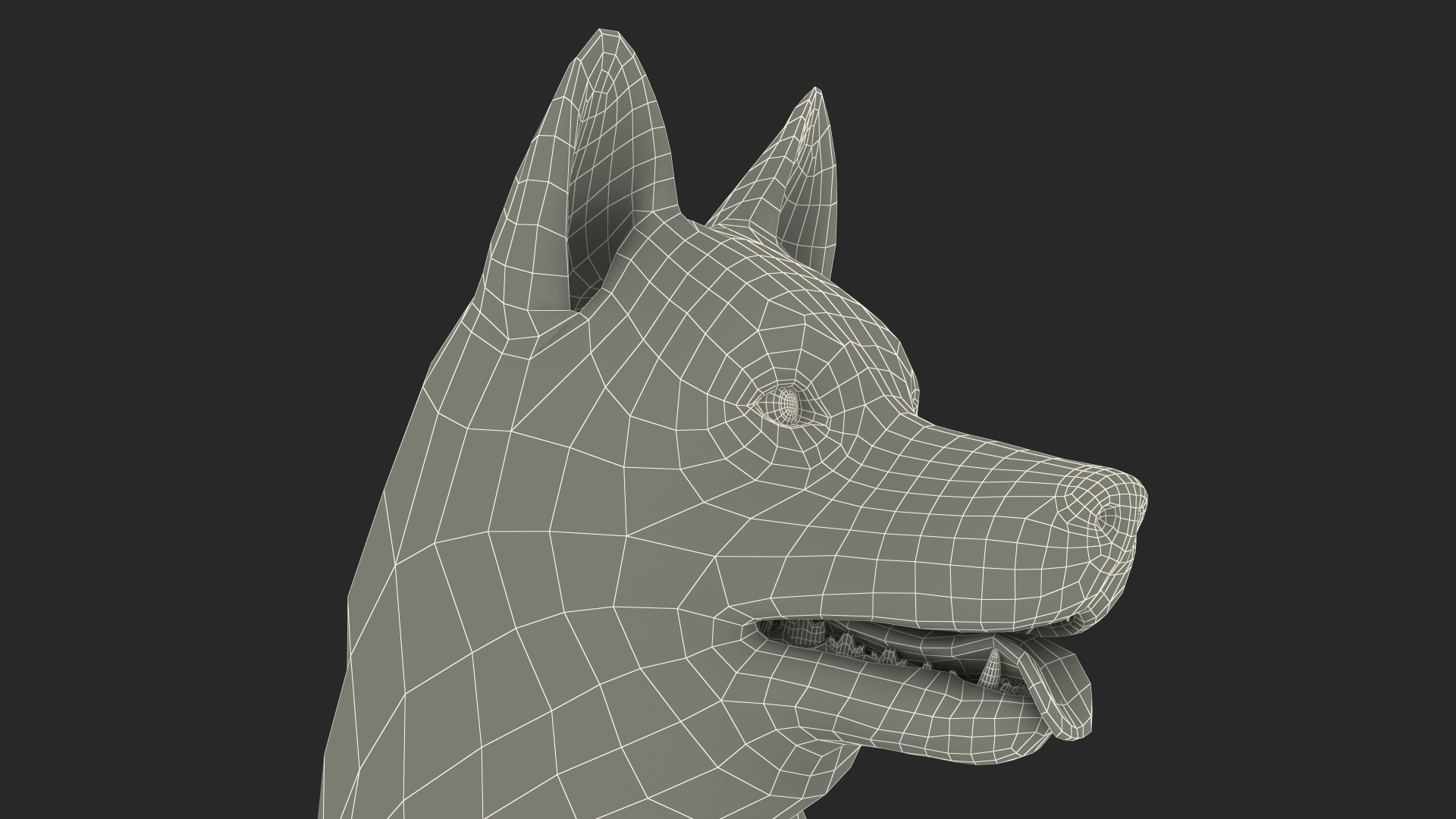 3D Siberian Husky Gray Standing Pose model