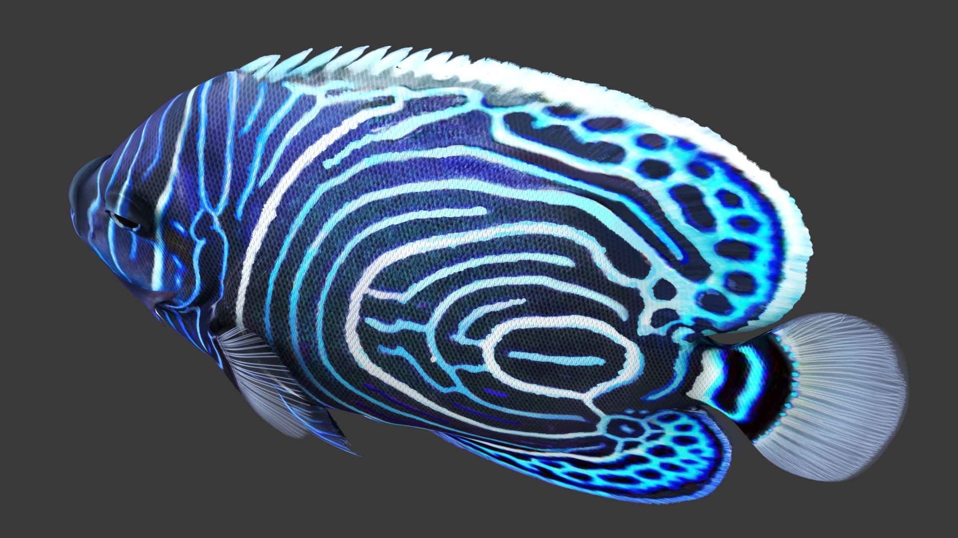 Emperor Angelfish or Pomacanthus Imperator 3D