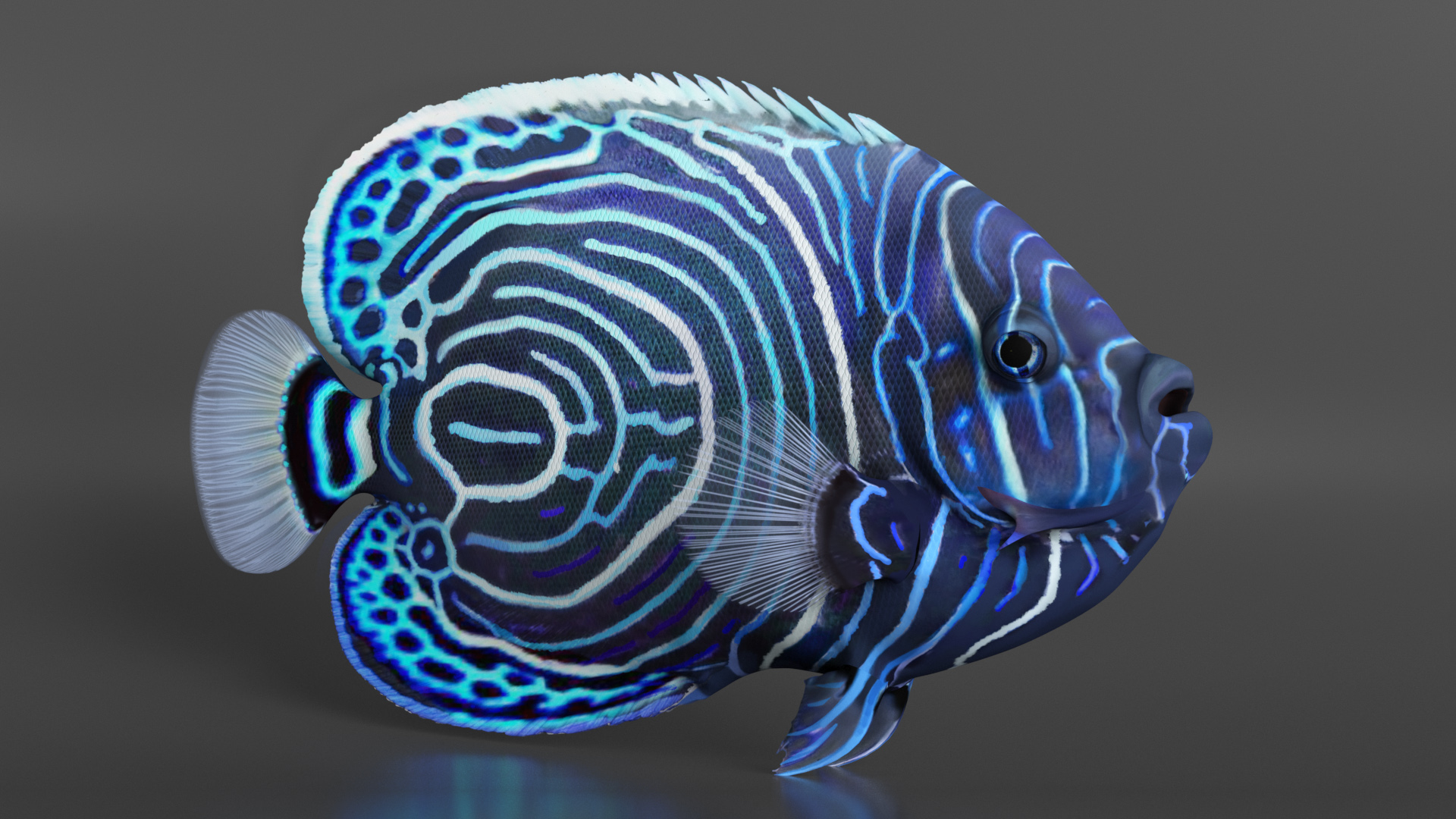 Emperor Angelfish or Pomacanthus Imperator 3D