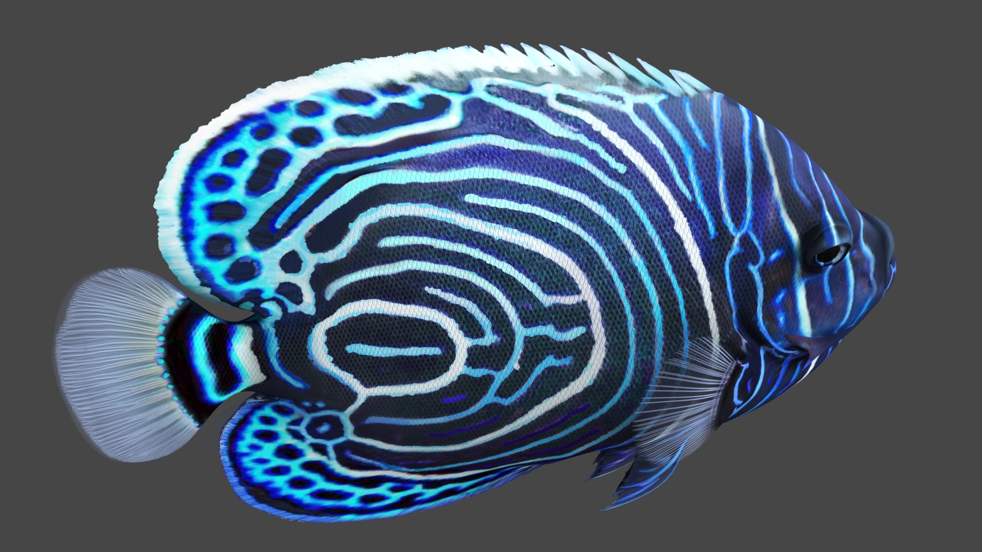 Emperor Angelfish or Pomacanthus Imperator 3D