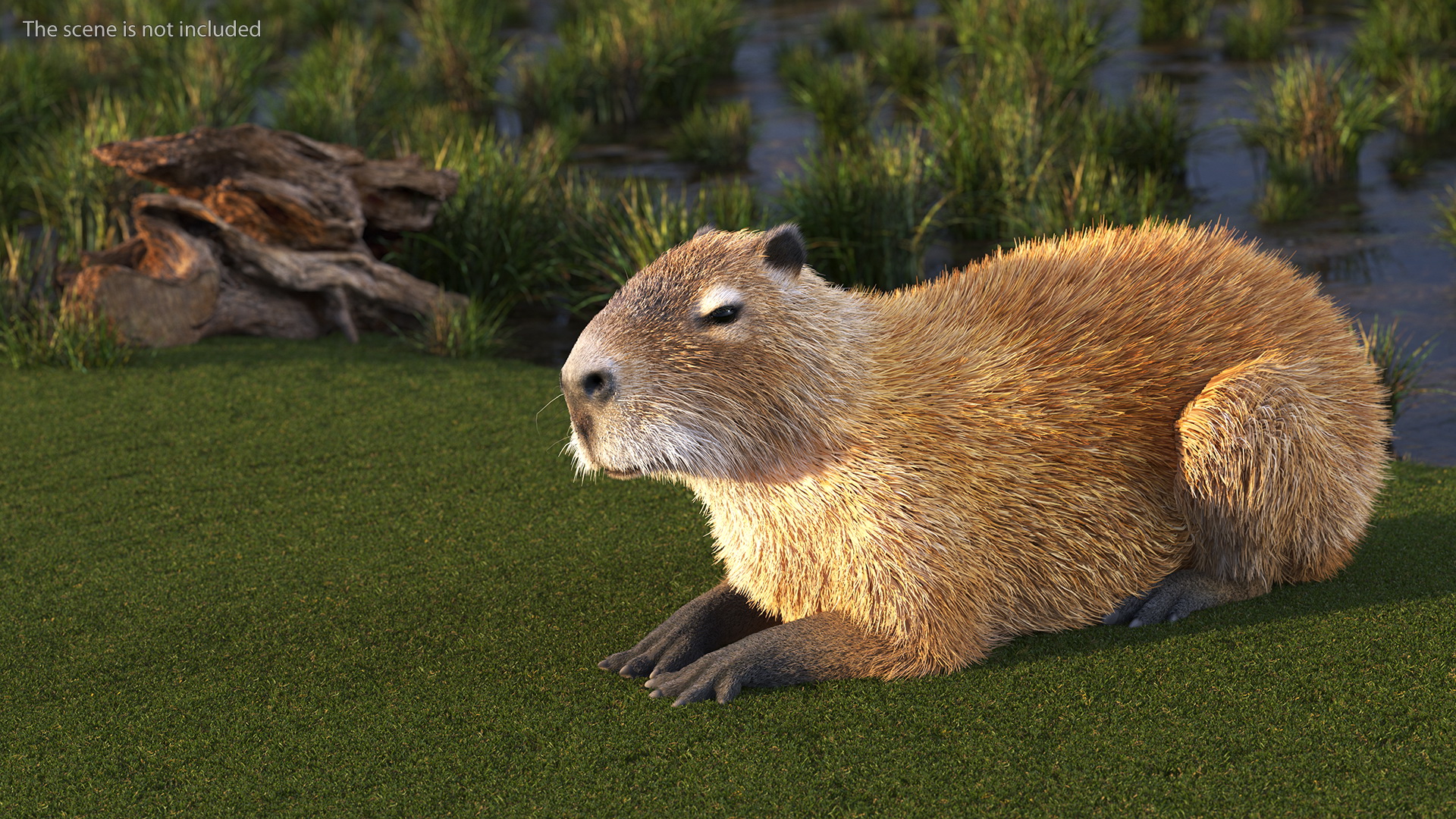 3D Capybara Lying Pose Fur model