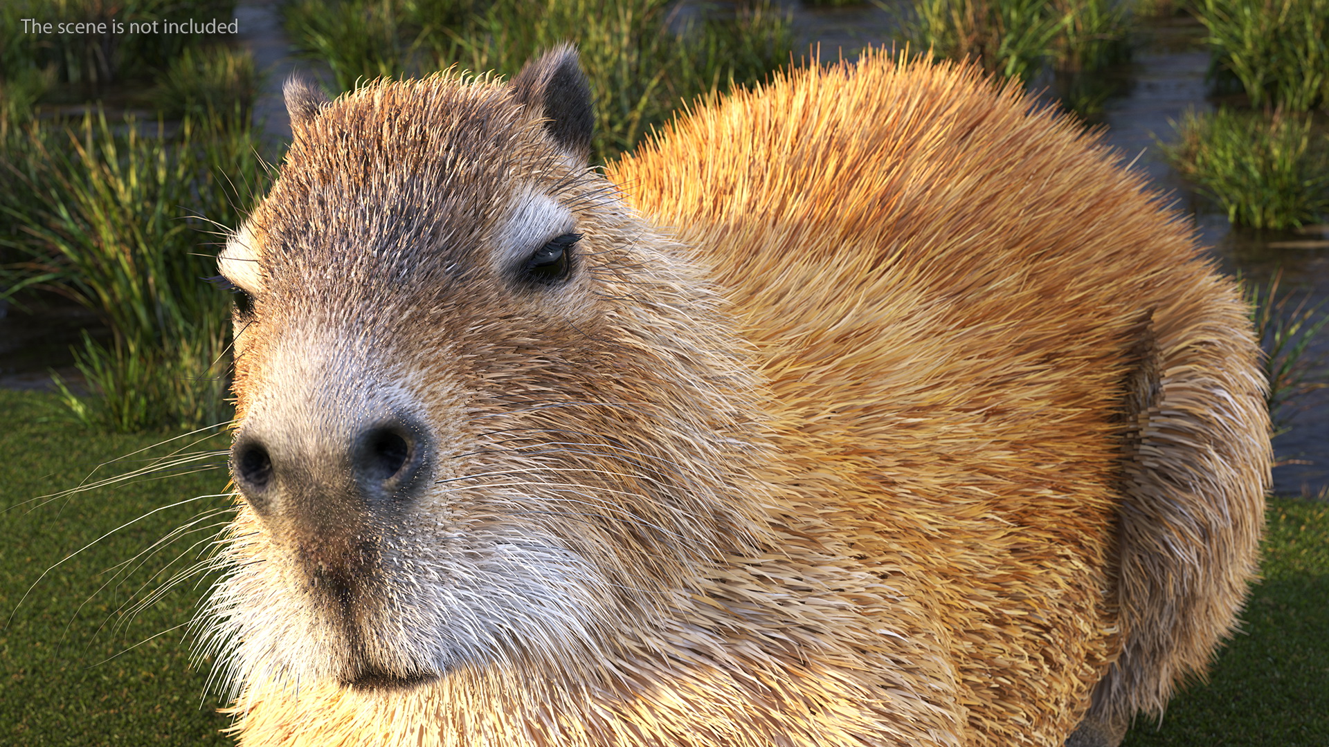 3D Capybara Lying Pose Fur model