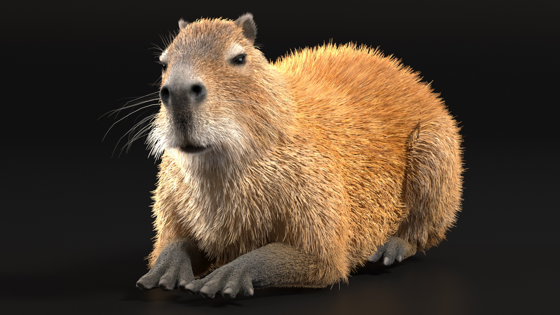 3D Capybara Lying Pose Fur model