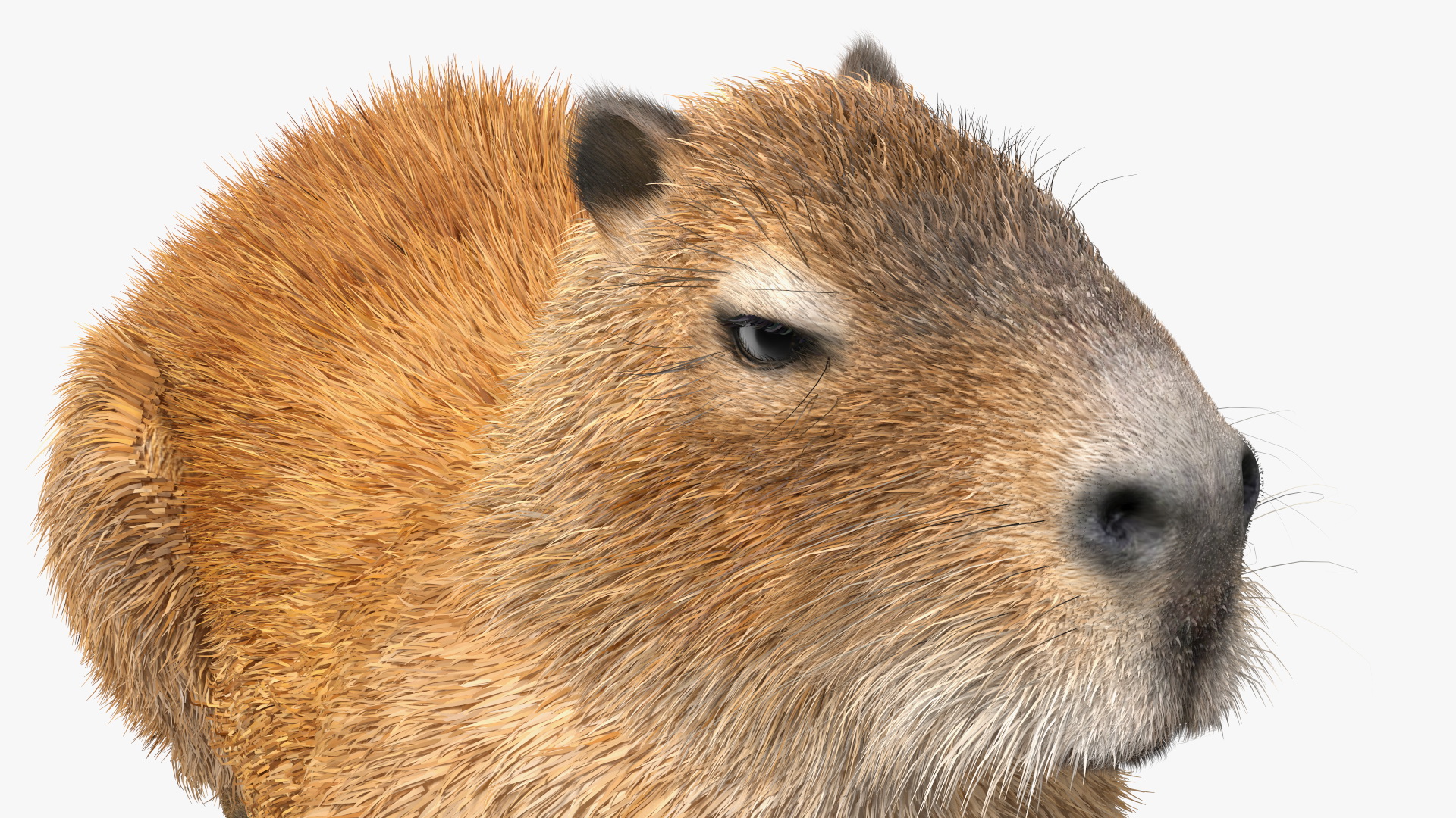 3D Capybara Lying Pose Fur model