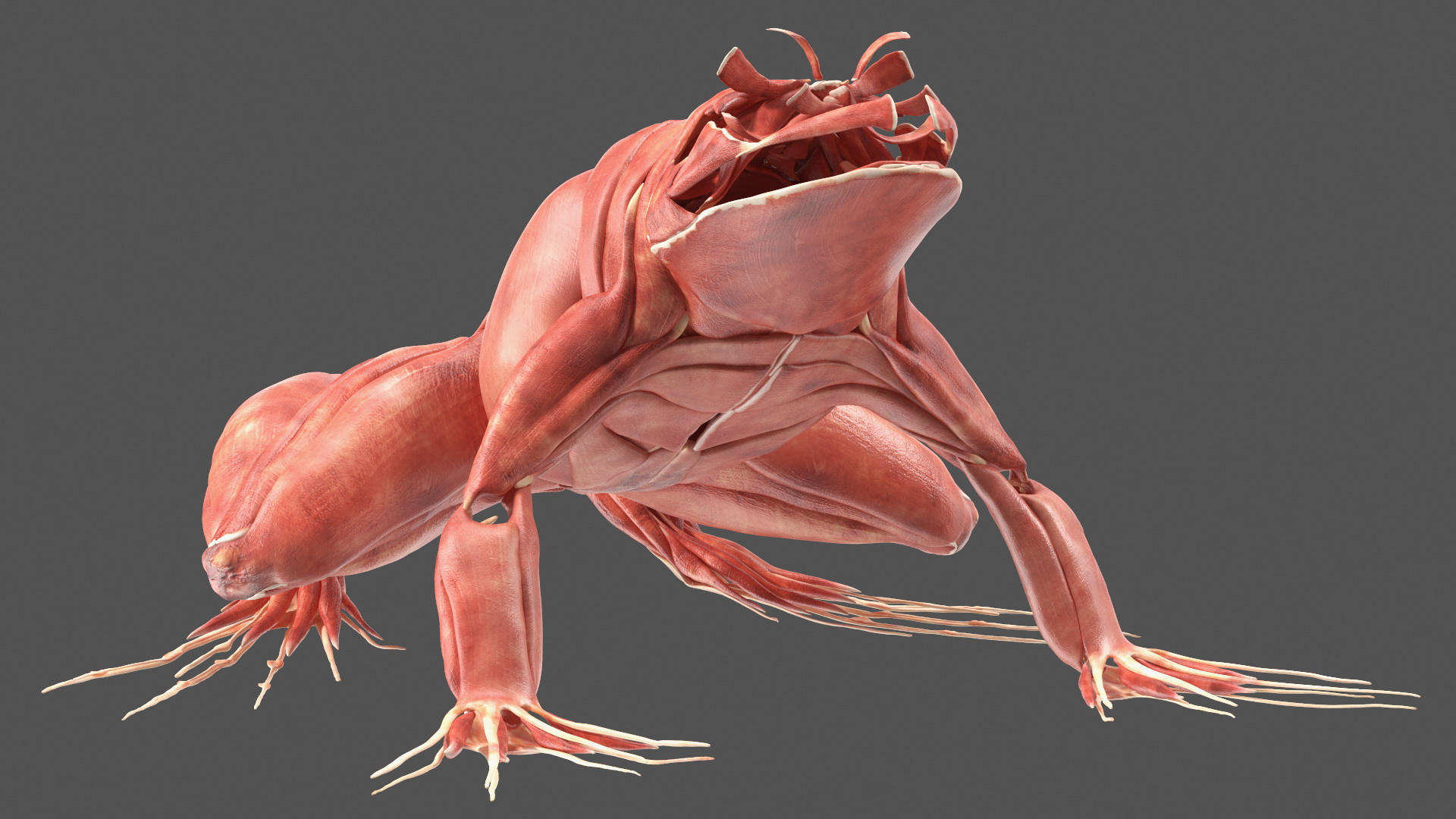 3D Frog Anatomy Complete Body Transparent Skin model