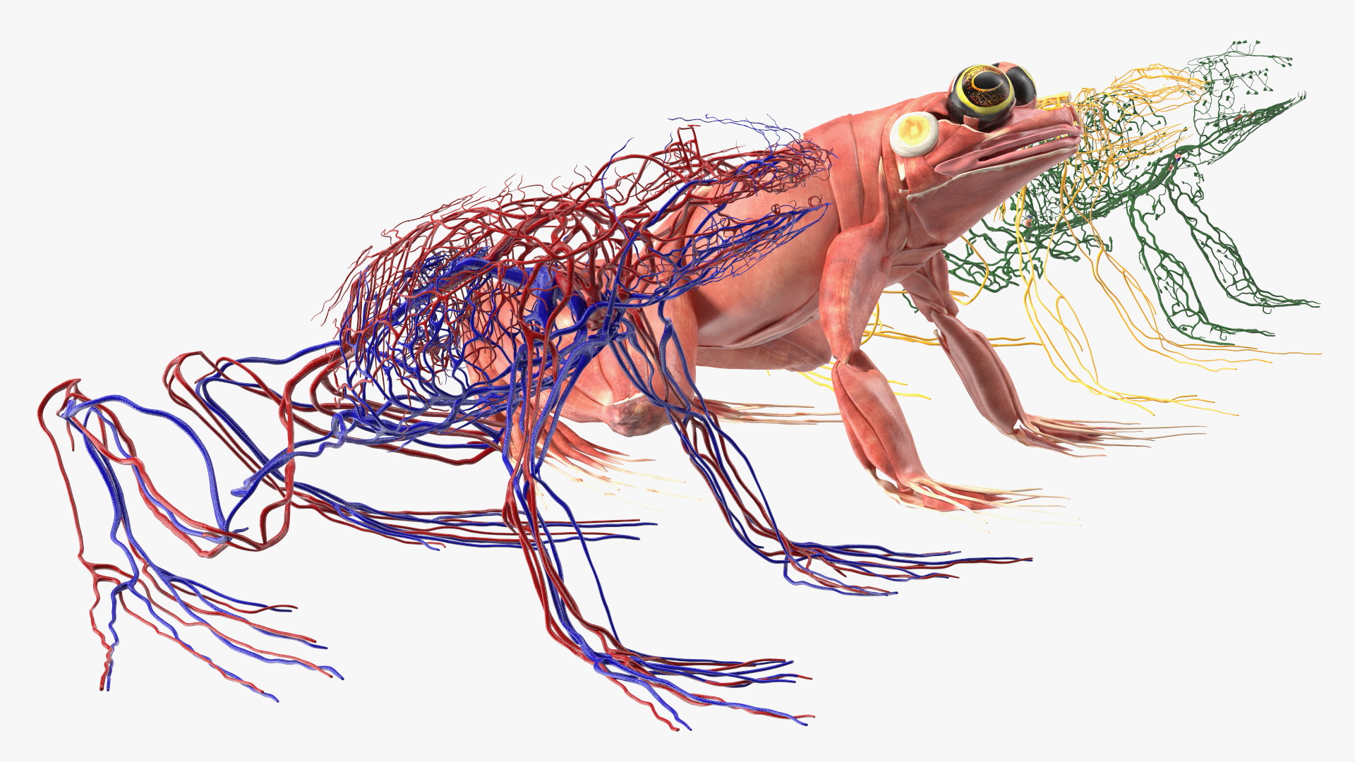 3D Frog Anatomy Complete Body Transparent Skin model