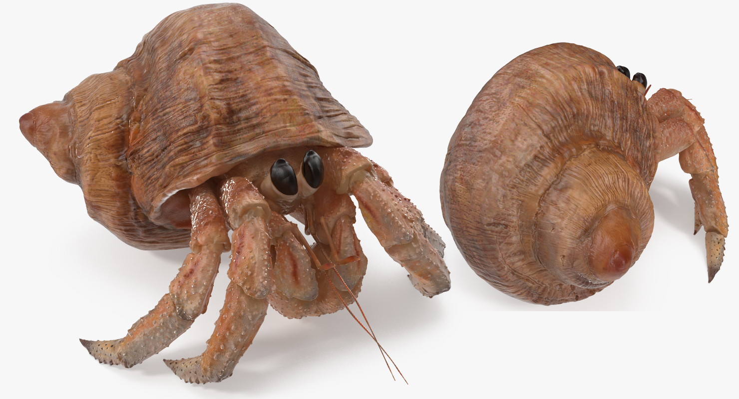 Hermit Crab Walking Pose 3D model