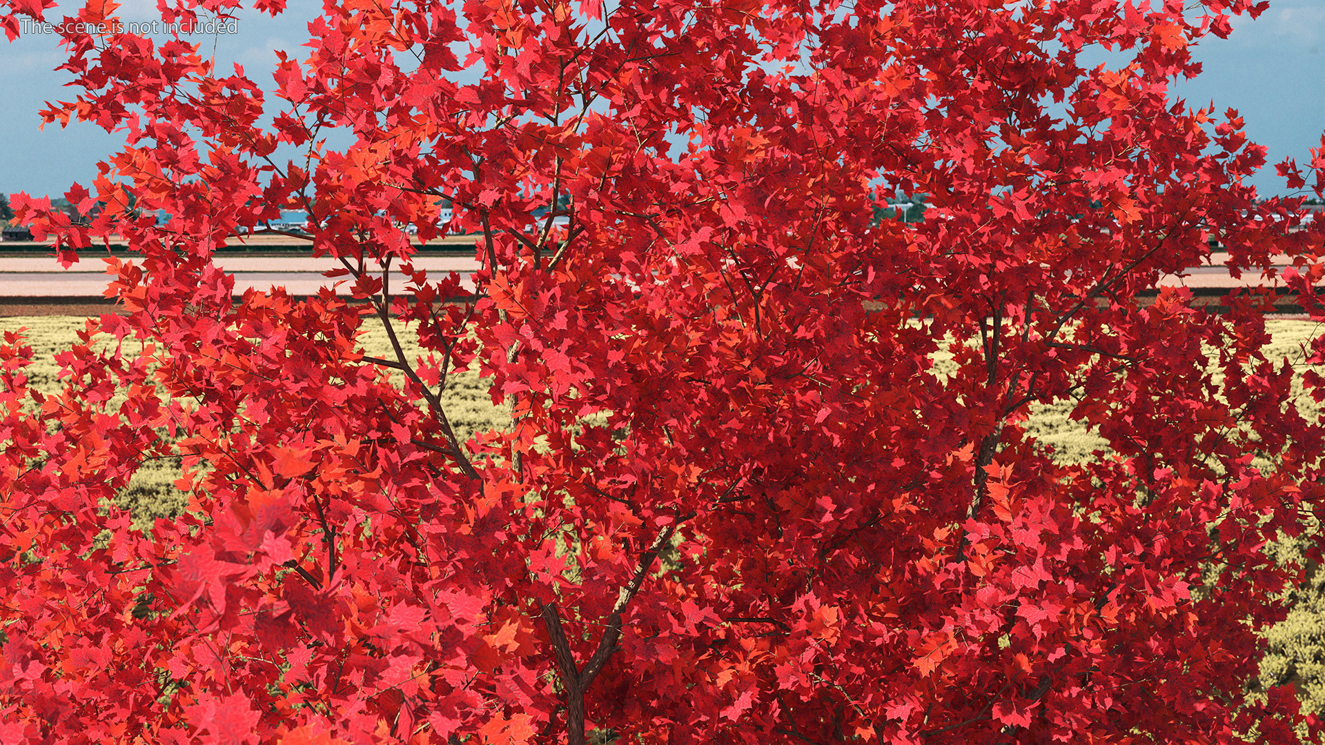 Autumn Maple Tree 3D