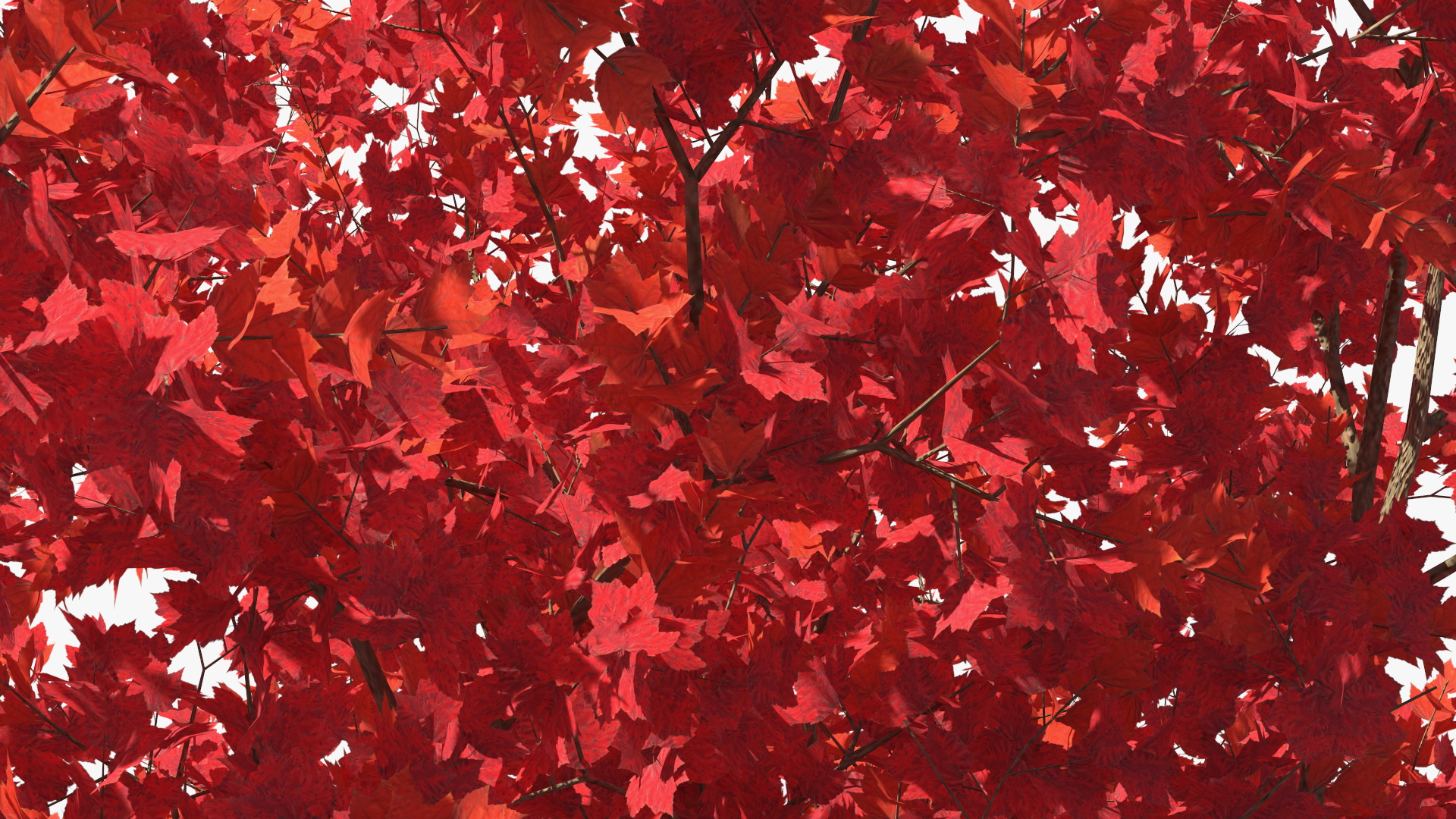 Autumn Maple Tree 3D