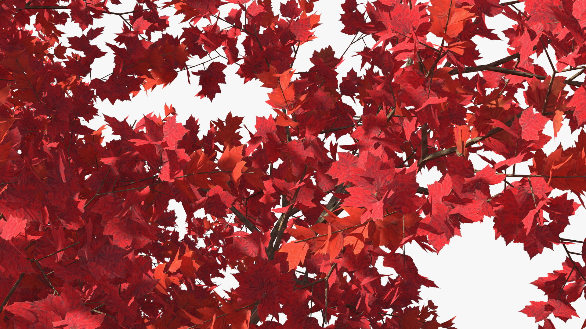 Autumn Maple Tree 3D