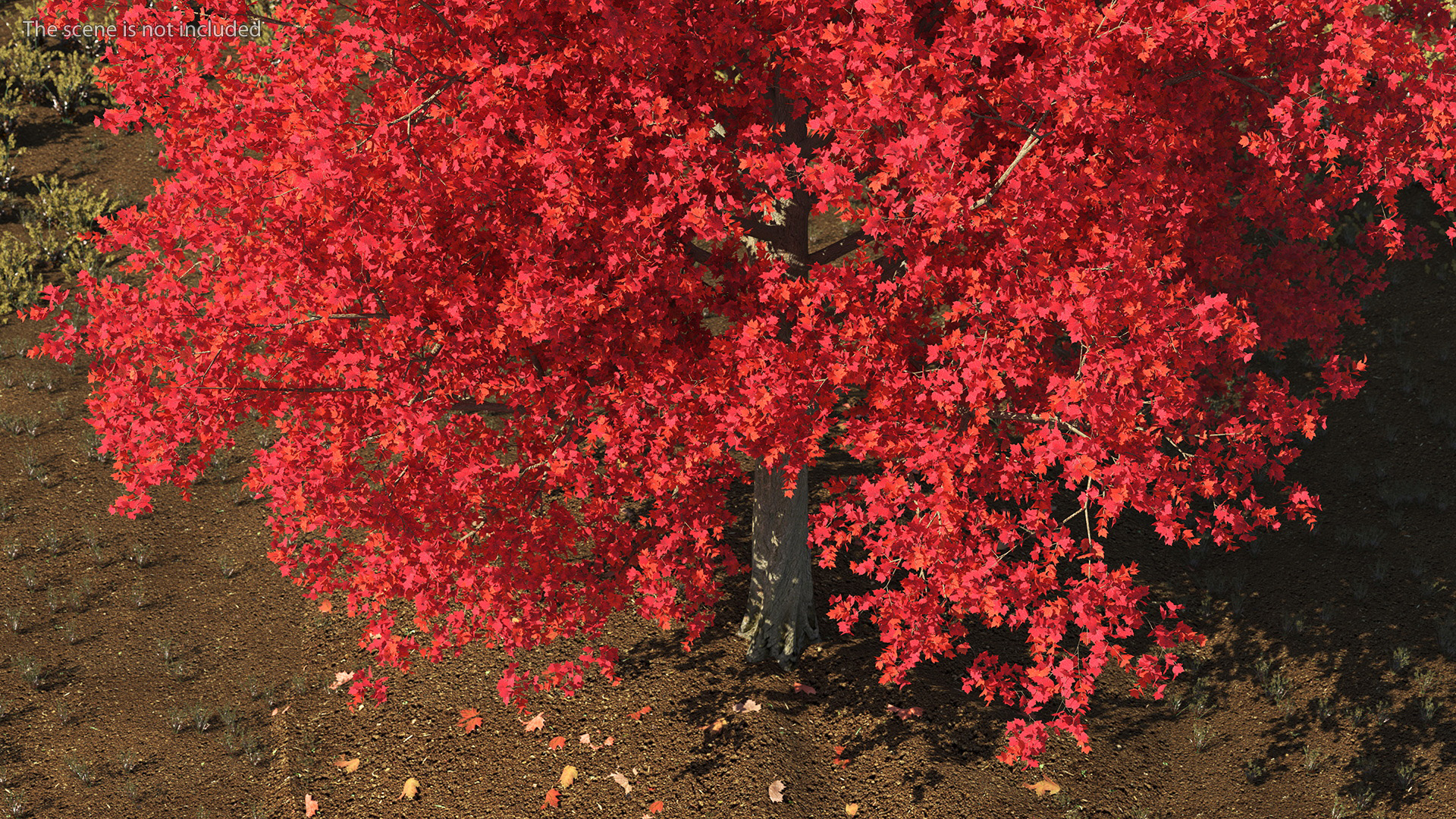 Autumn Maple Tree 3D