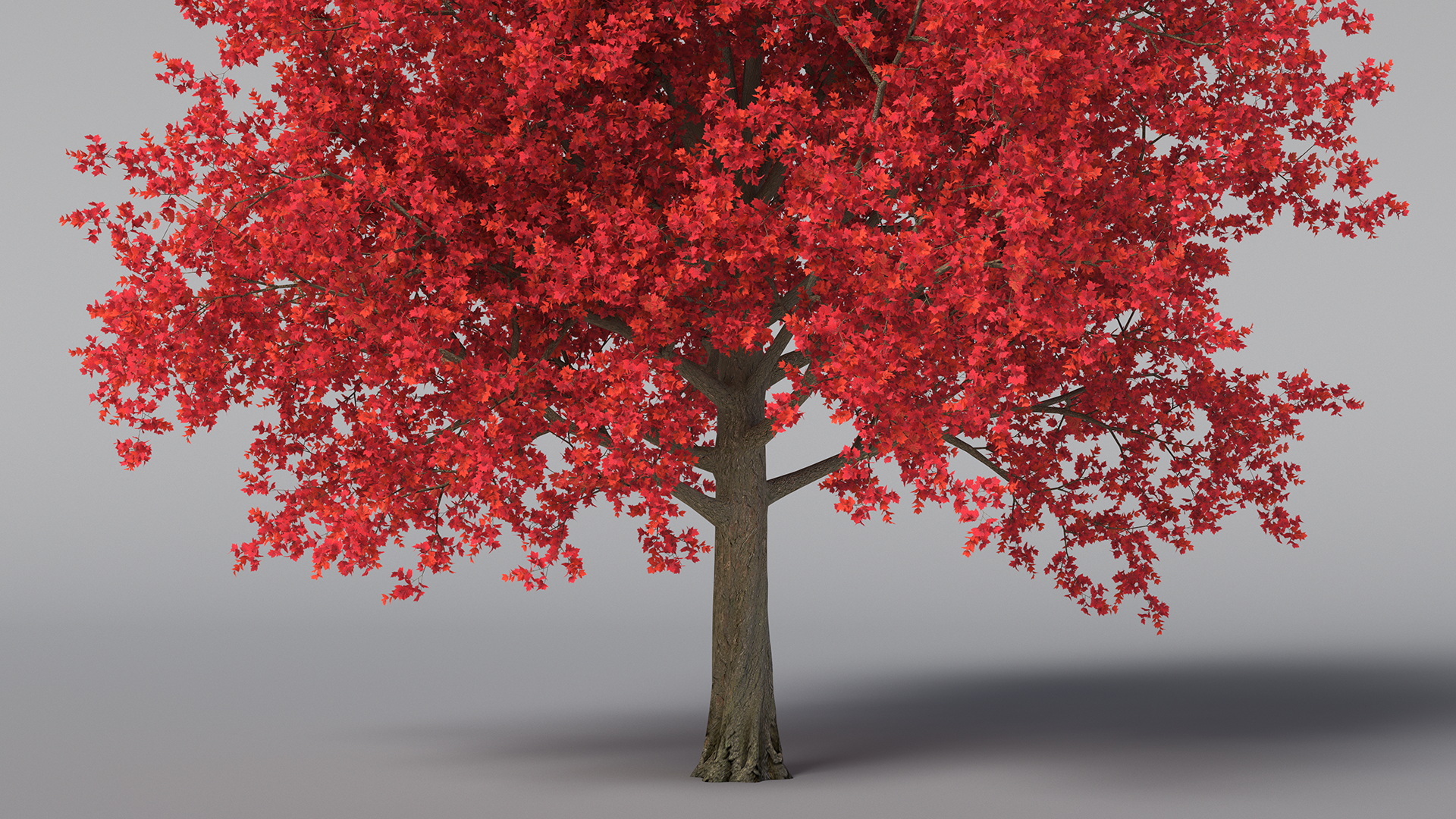 Autumn Maple Tree 3D