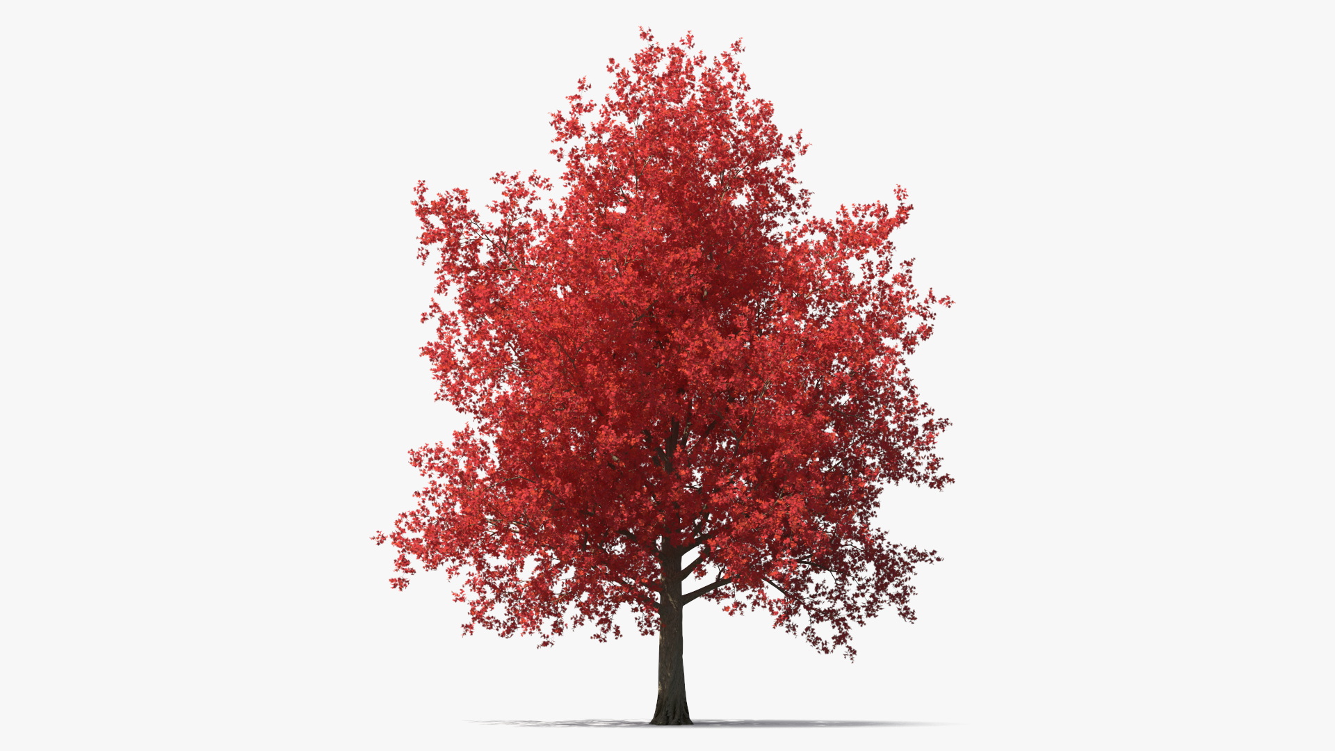 Autumn Maple Tree 3D