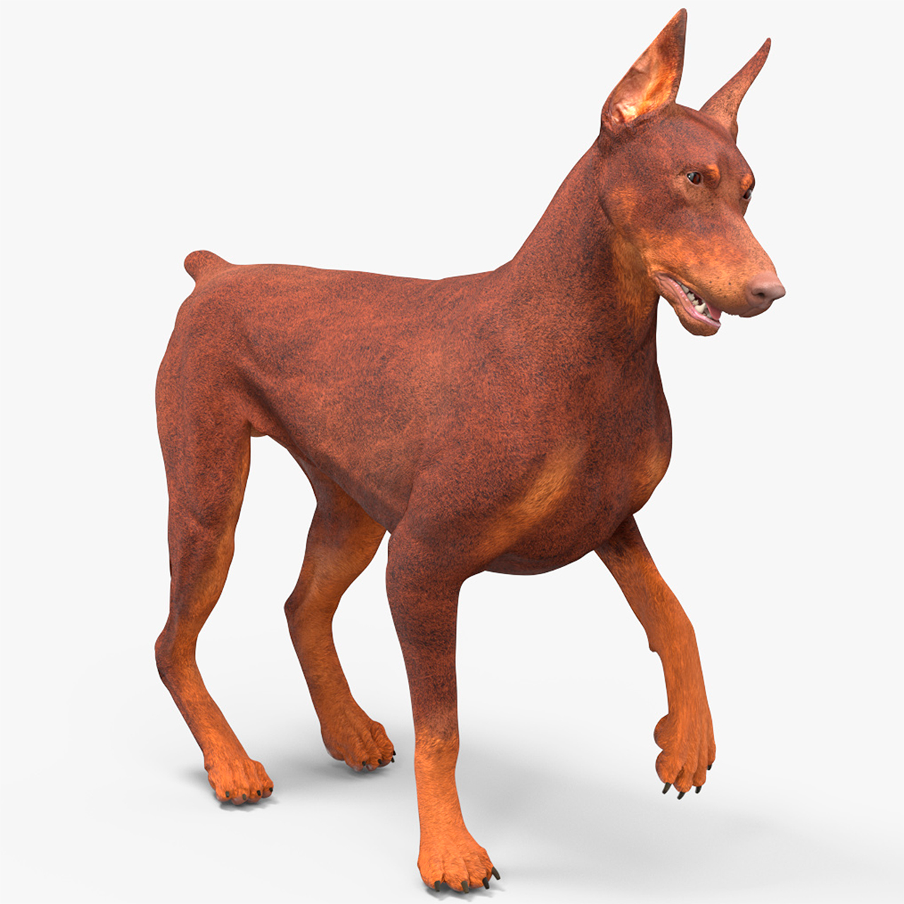 Doberman Dog Brown Rigged for Cinema 4D 3D model