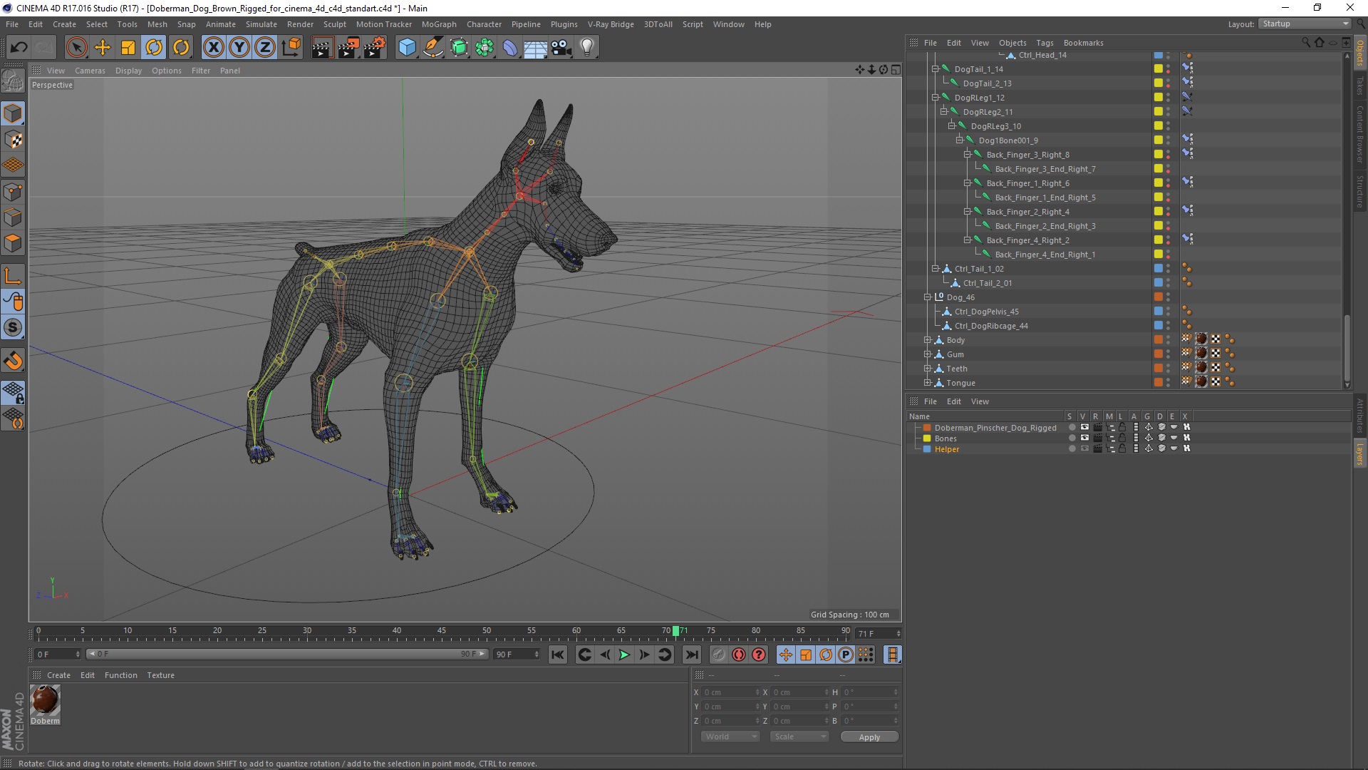 Doberman Dog Brown Rigged for Cinema 4D 3D model