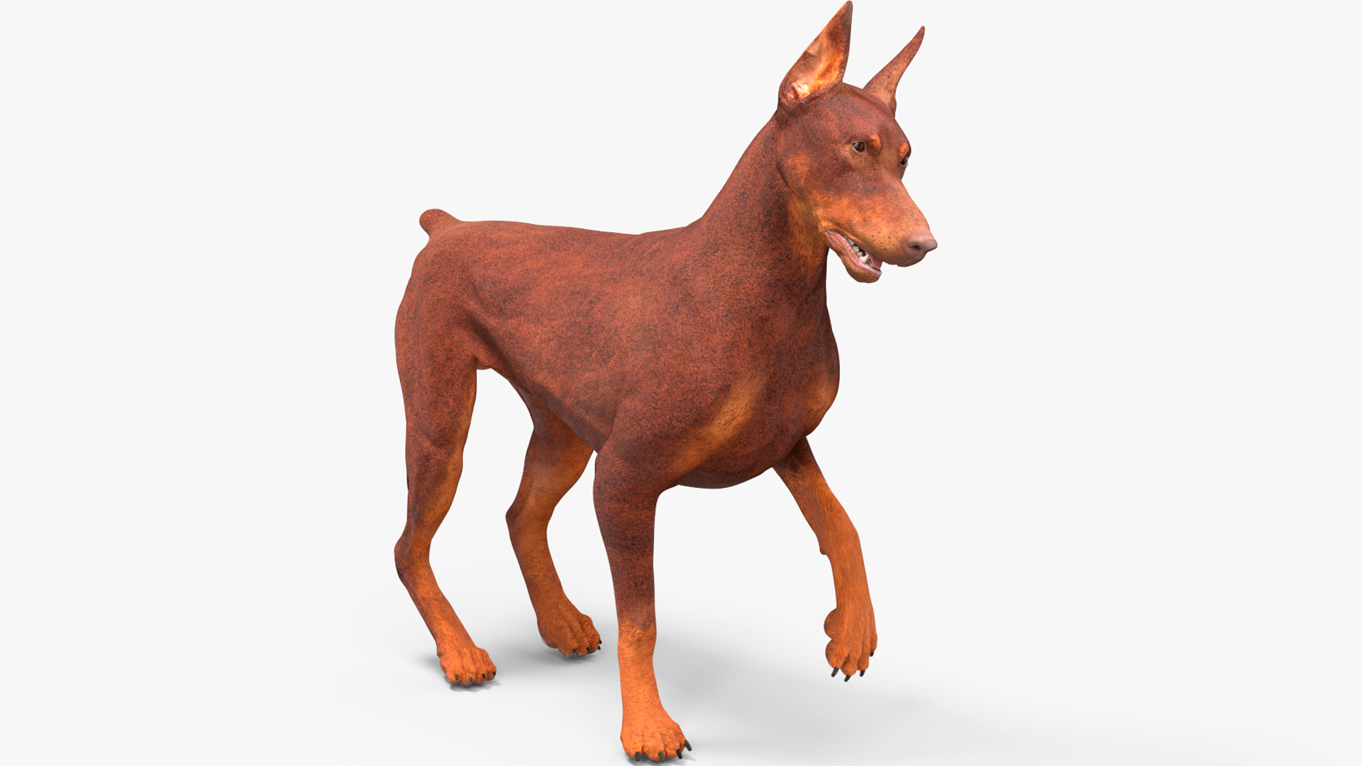 Doberman Dog Brown Rigged for Cinema 4D 3D model