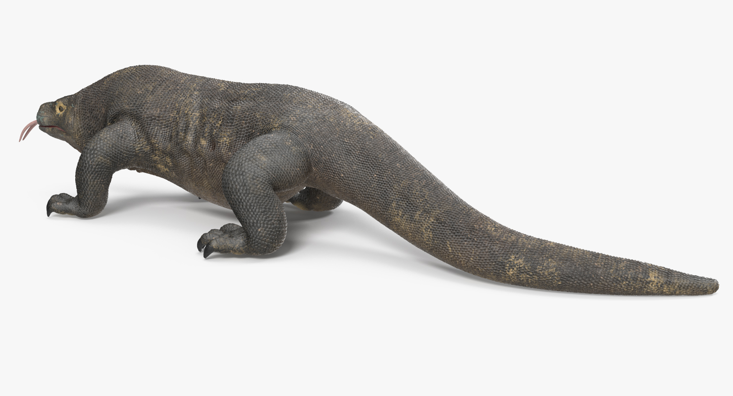 3D model Komodo Dragon Rigged