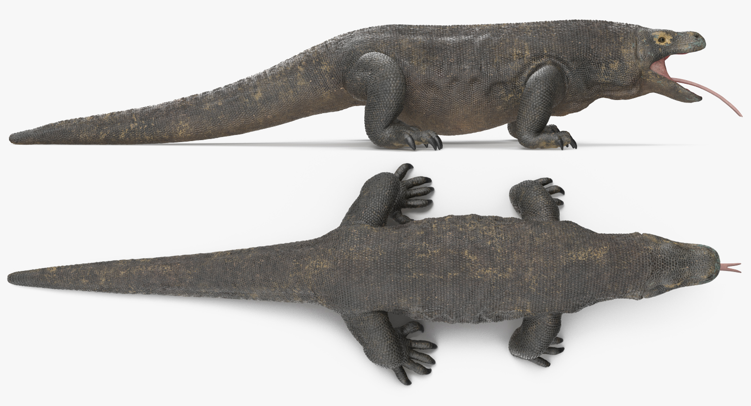 3D model Komodo Dragon Rigged