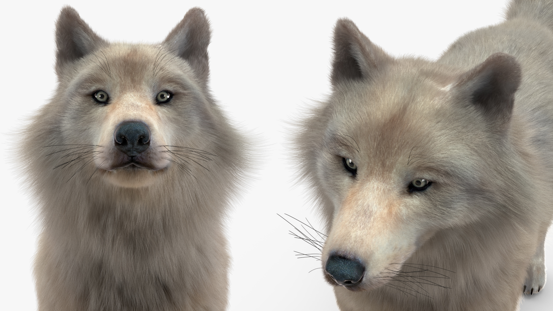 Polar Wolf Fur 3D model