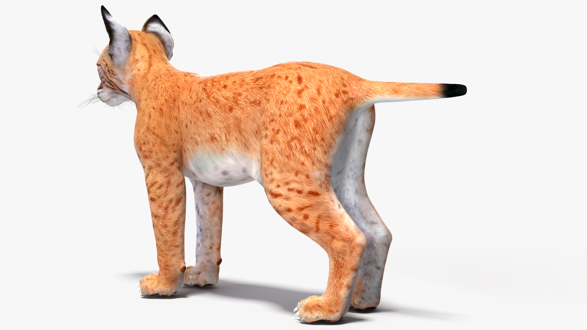 3D model Lynx Cub