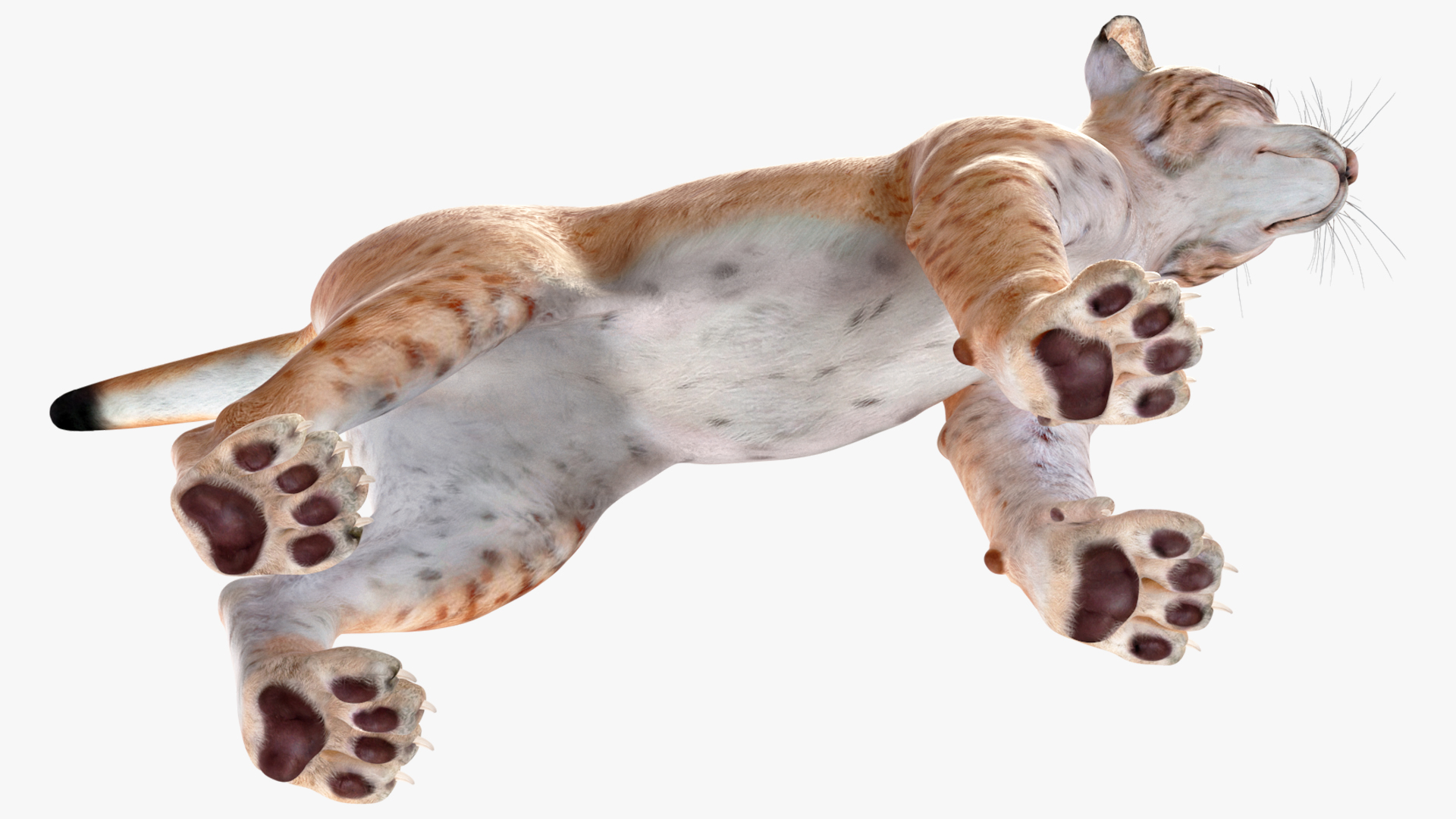 3D model Lynx Cub