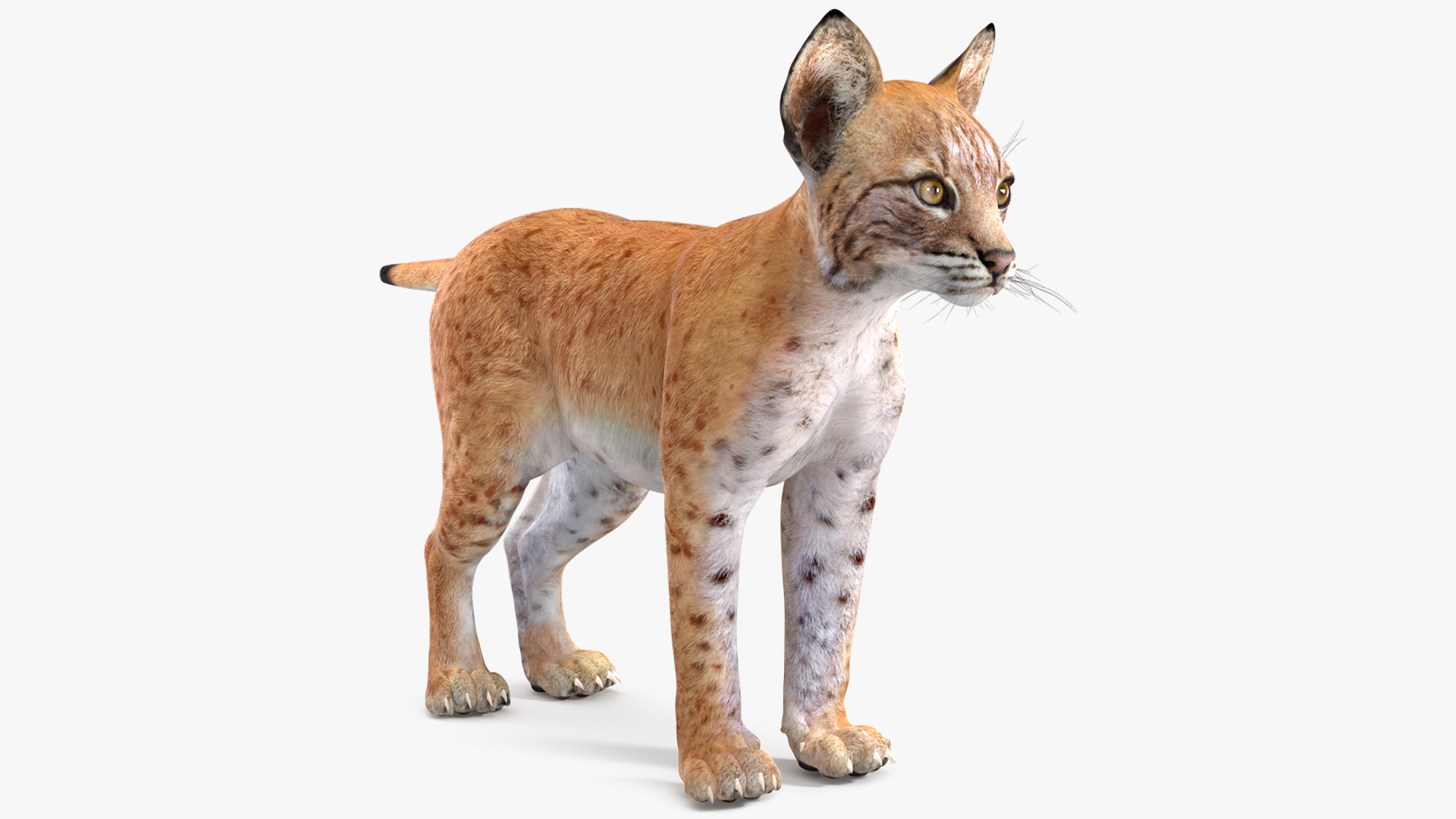 3D model Lynx Cub