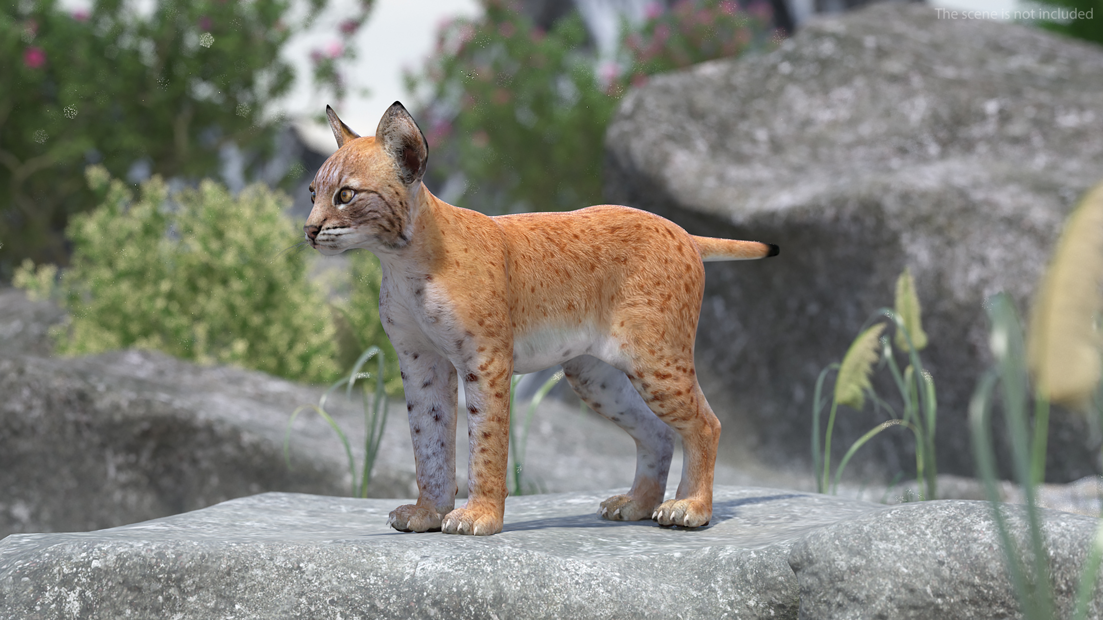 3D model Lynx Cub