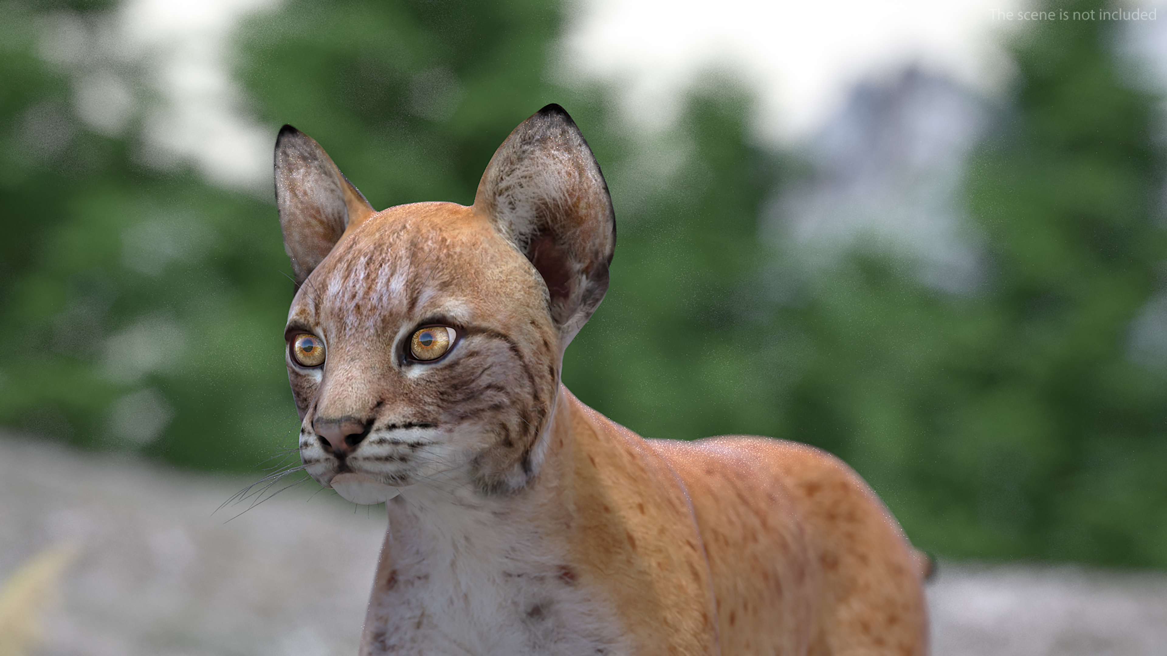 3D model Lynx Cub