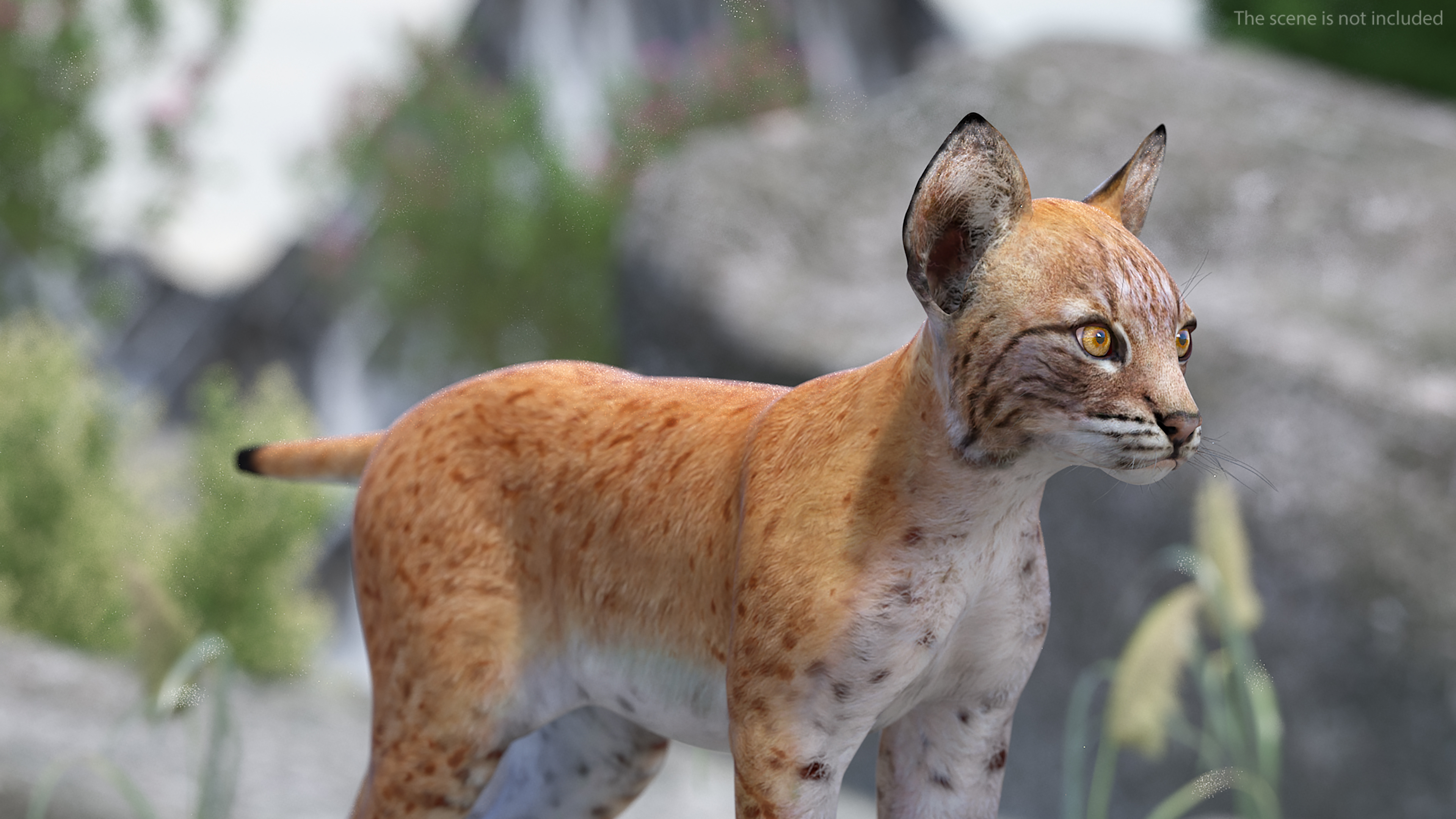 3D model Lynx Cub