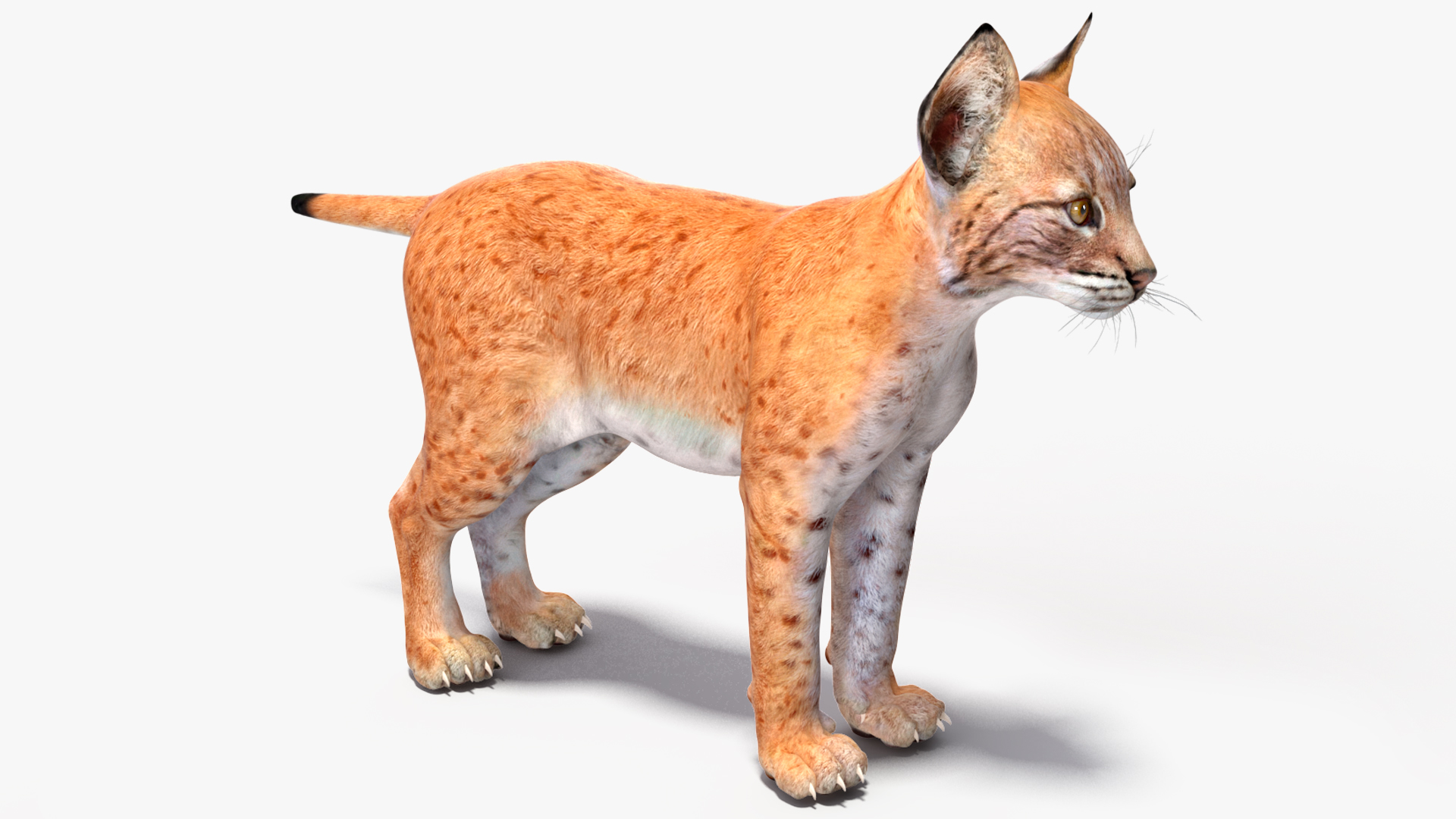 3D model Lynx Cub