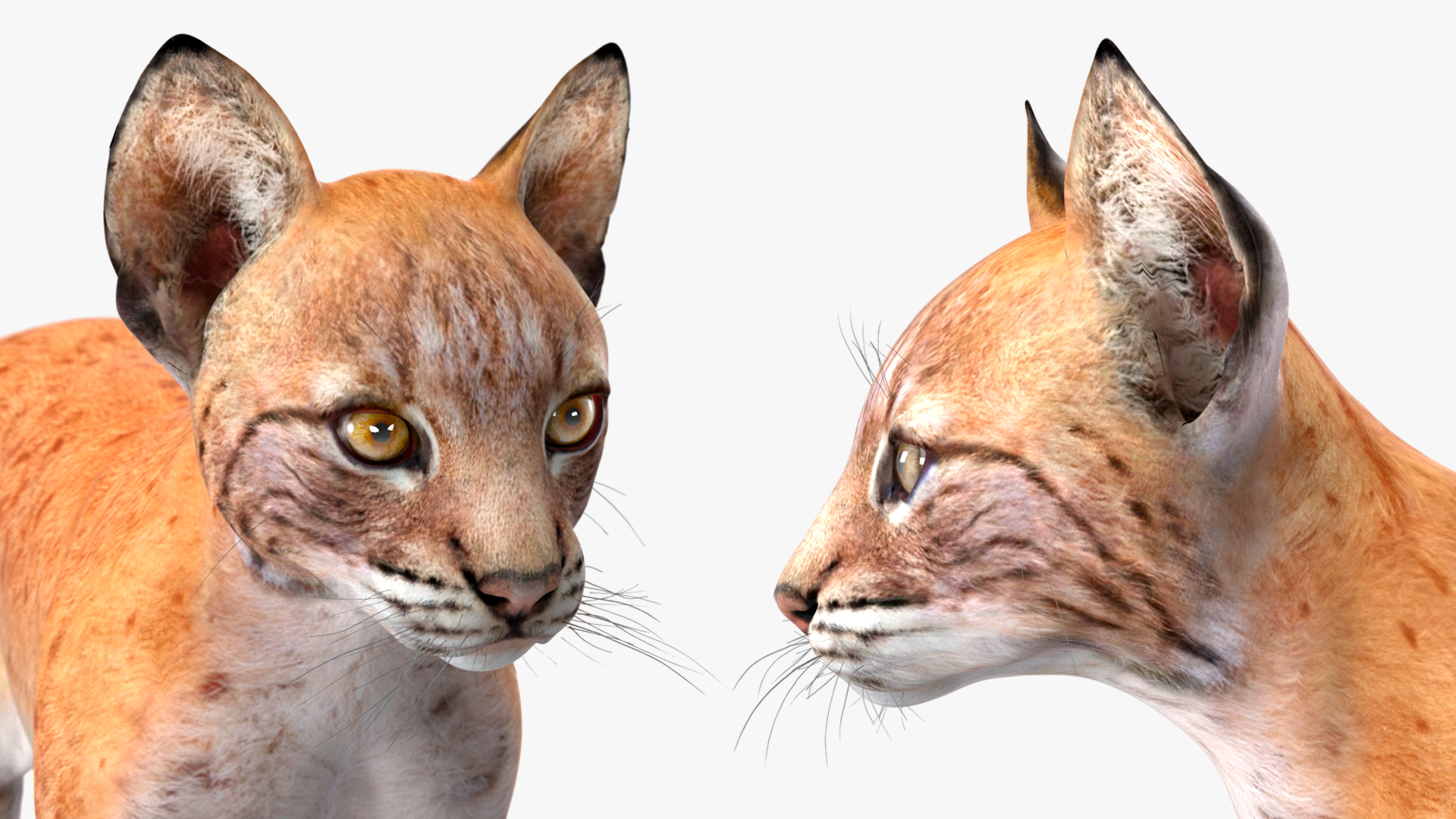 3D model Lynx Cub