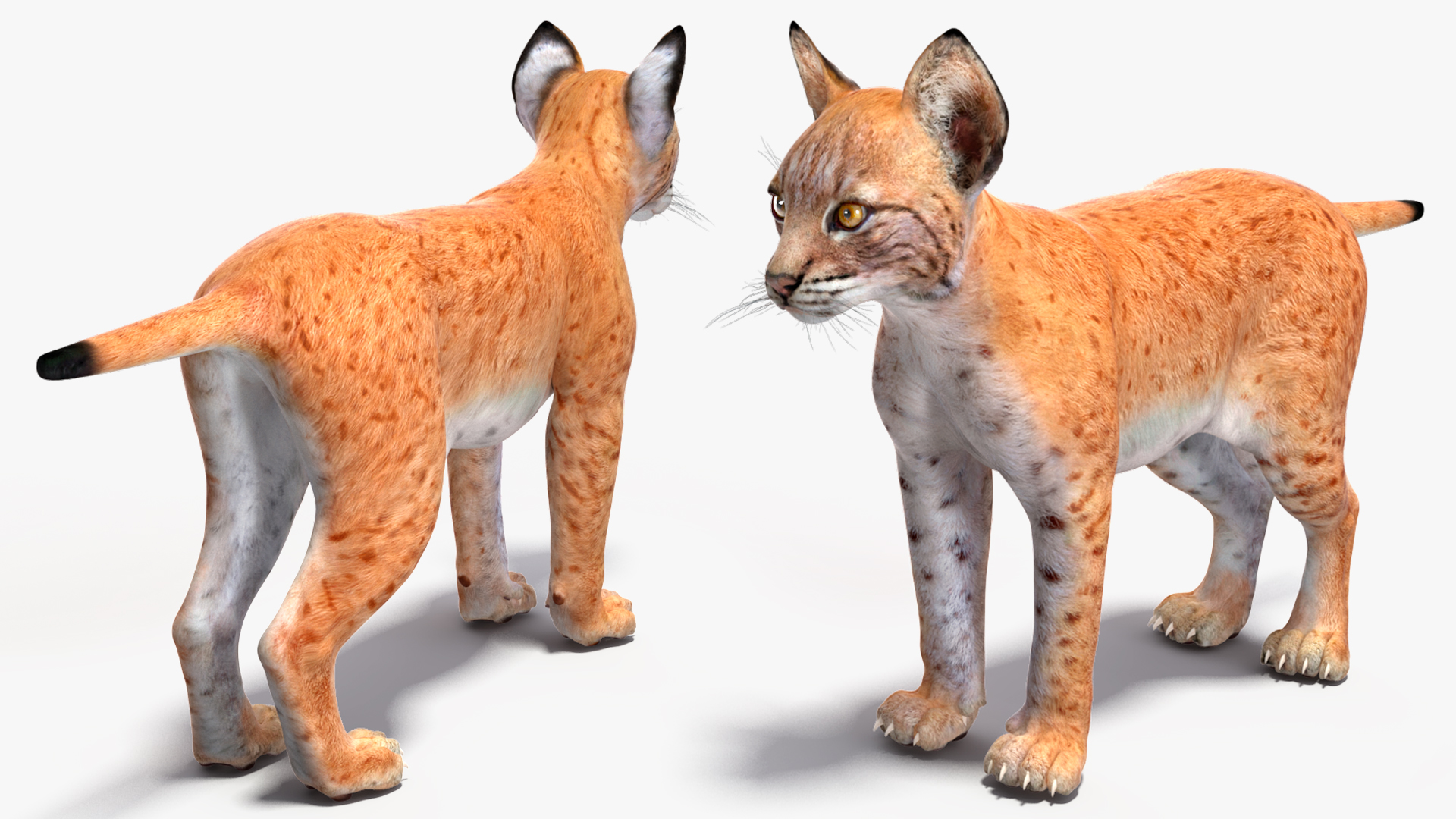 3D model Lynx Cub