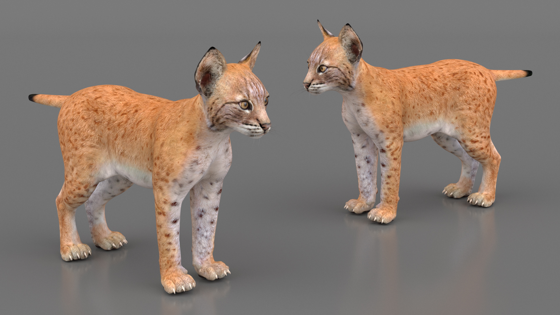 3D model Lynx Cub