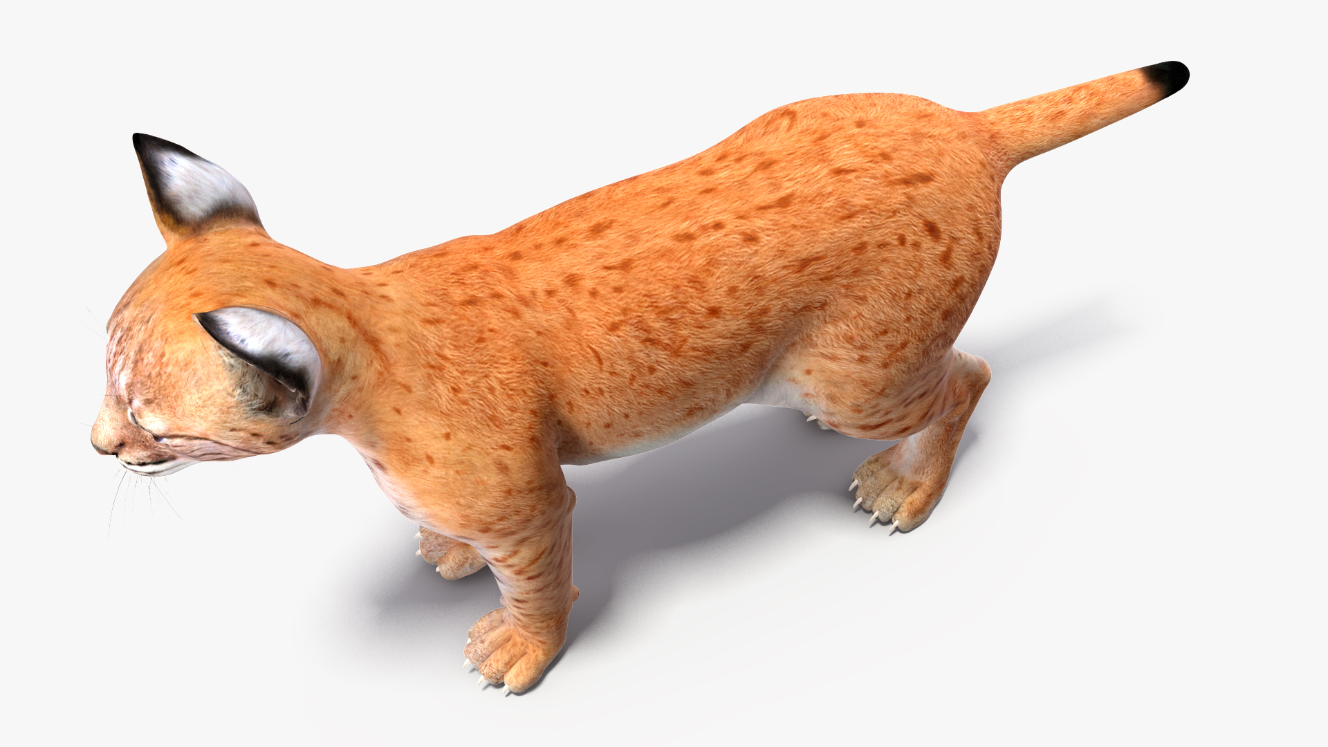 3D model Lynx Cub