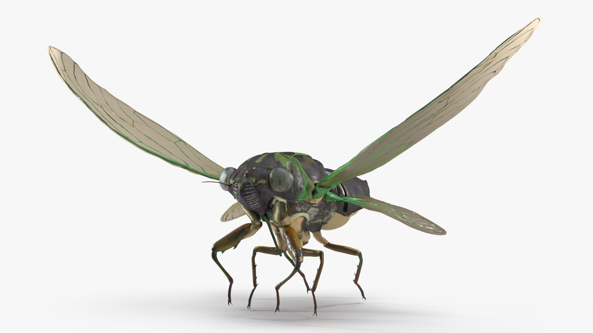 Cicada Rigged for Maya 3D