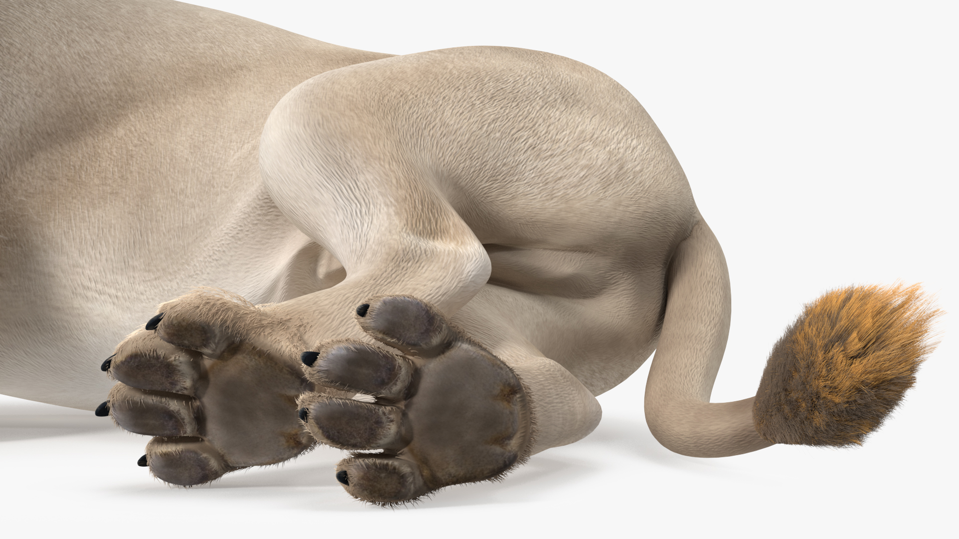 3D model White Male Lion Lying Pose Fur